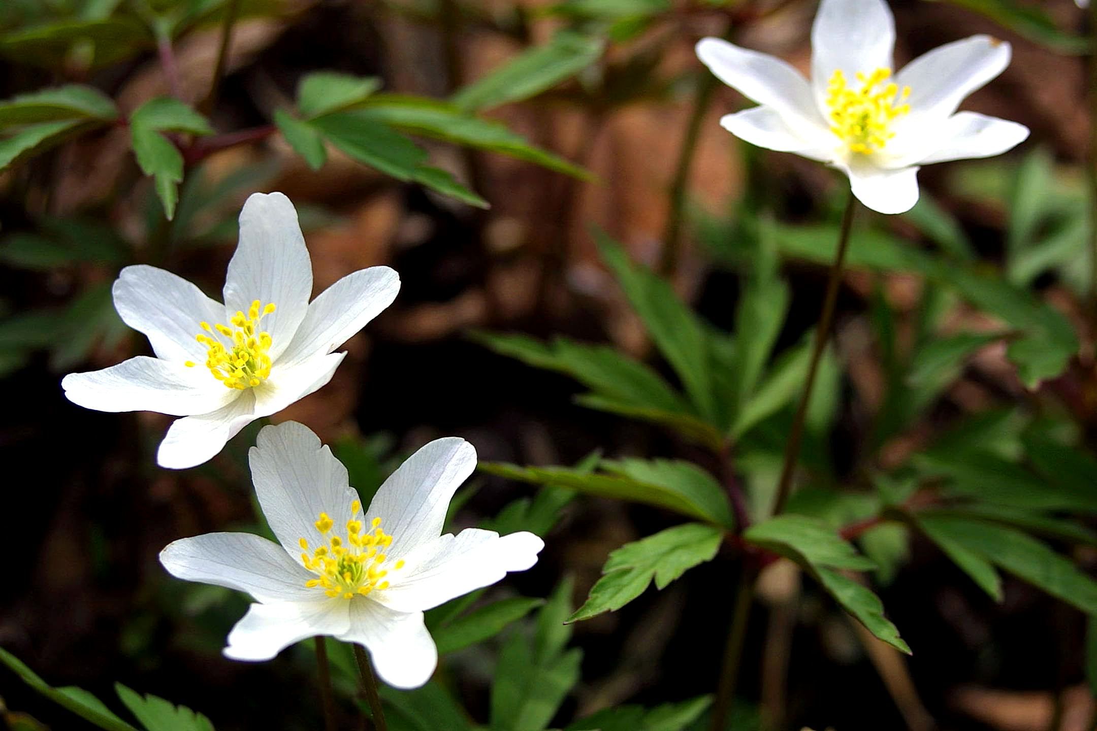 Flowers white in grass