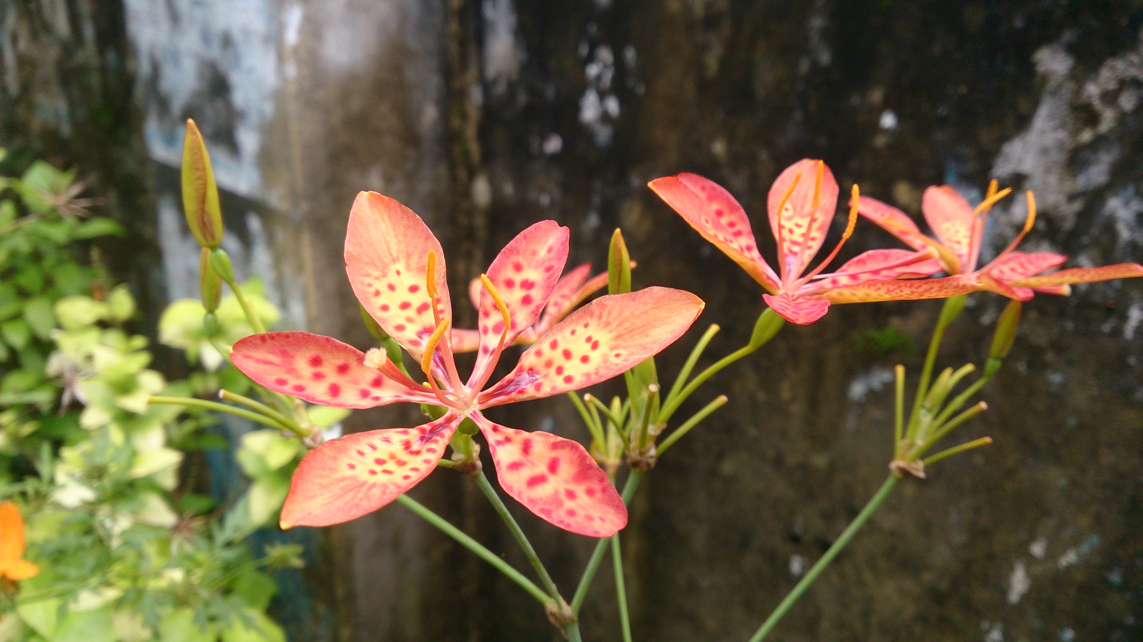 Flowersss