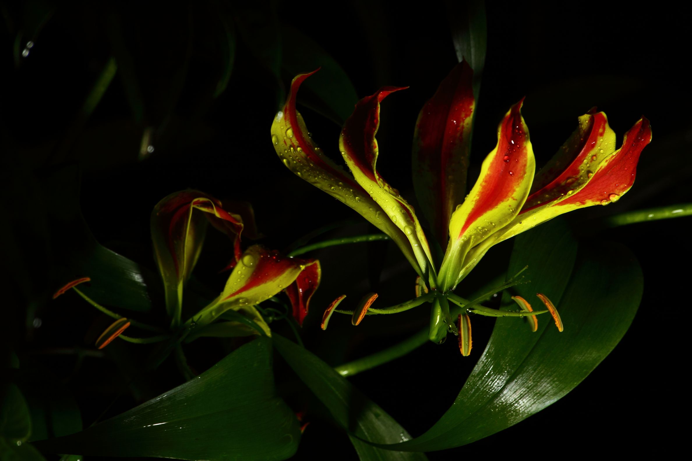FM Gloriosa superba