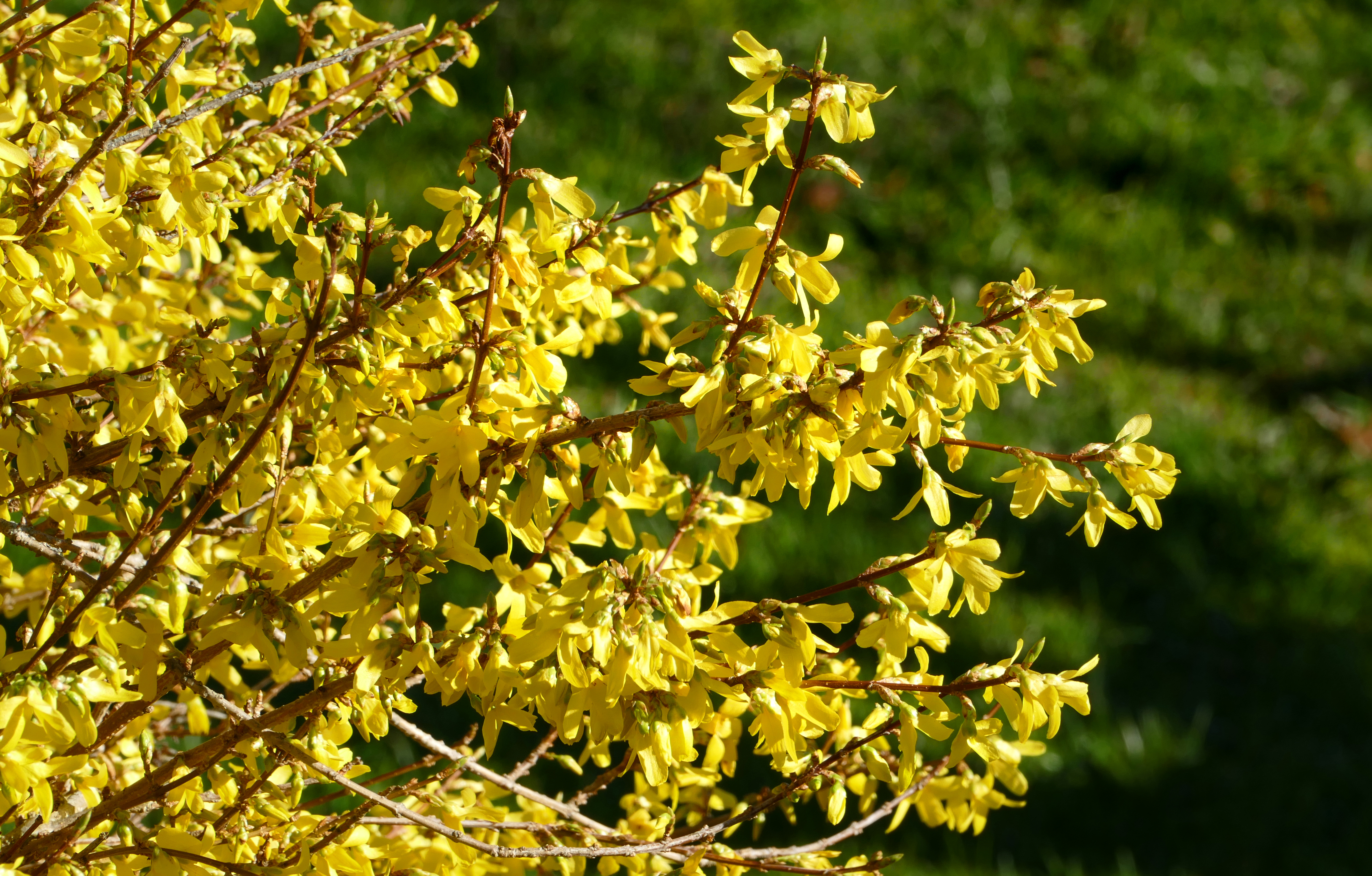 Forsythia and lawn
