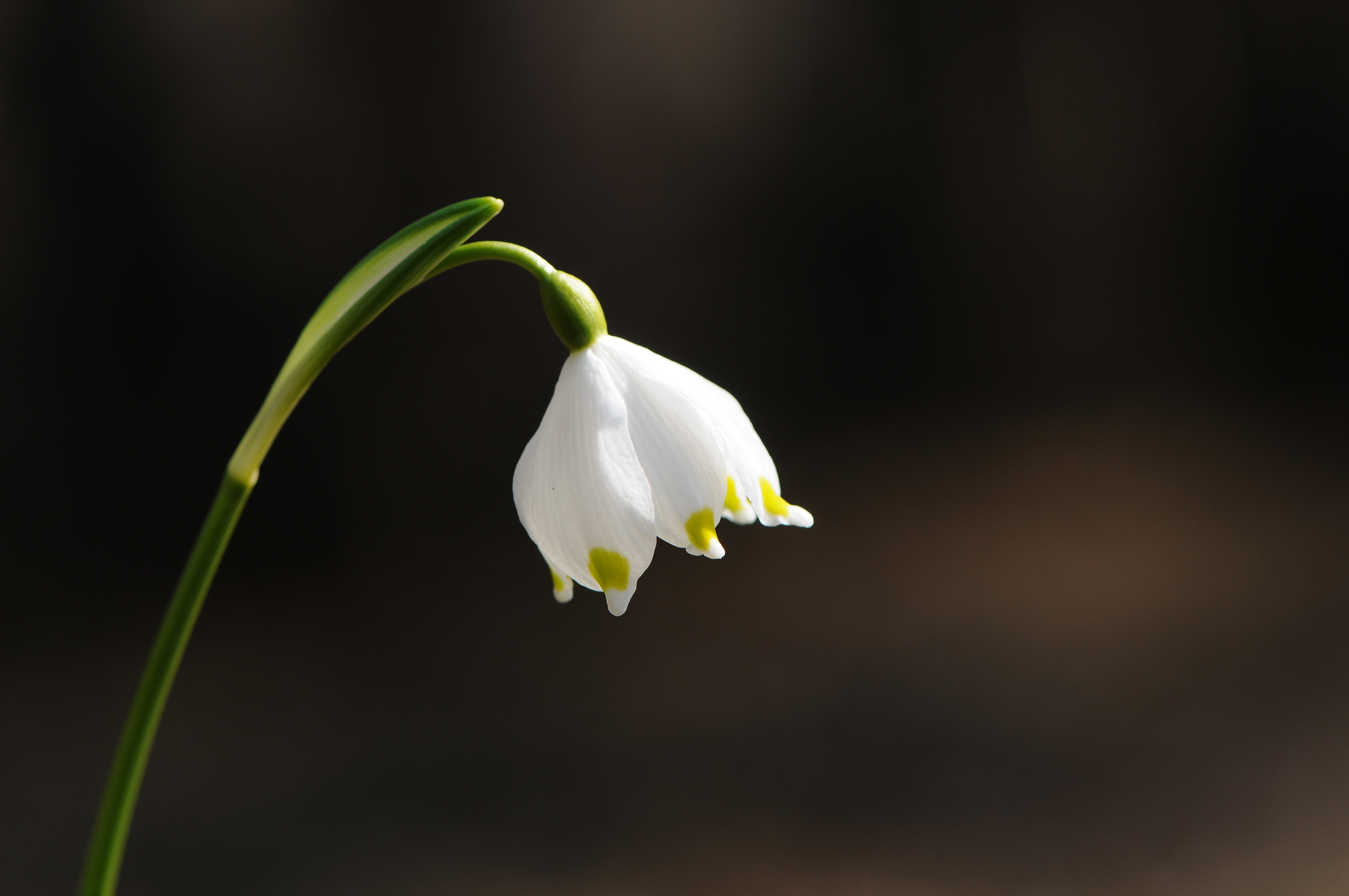 Frühlings-Knotenblume, Leucojum vernum 30
