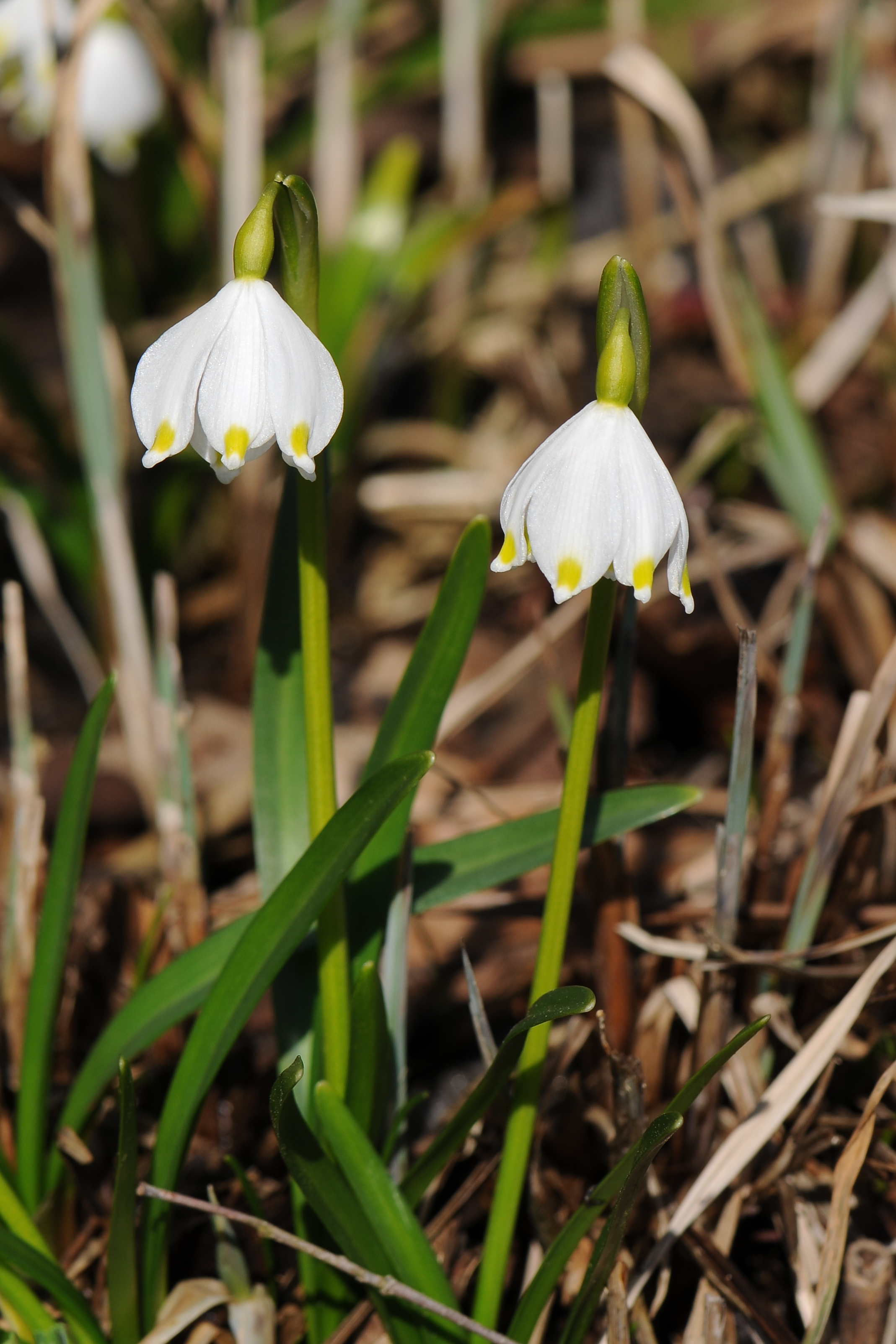Frühlings-Knotenblume, Leucojum vernum 36