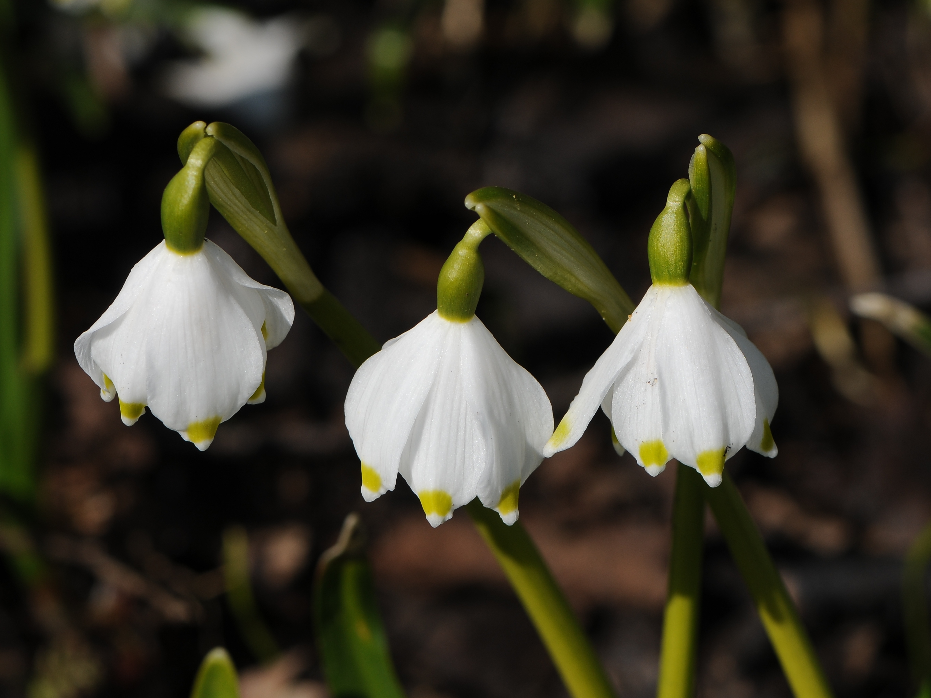 Frühlings-Knotenblume, Leucojum vernum 38