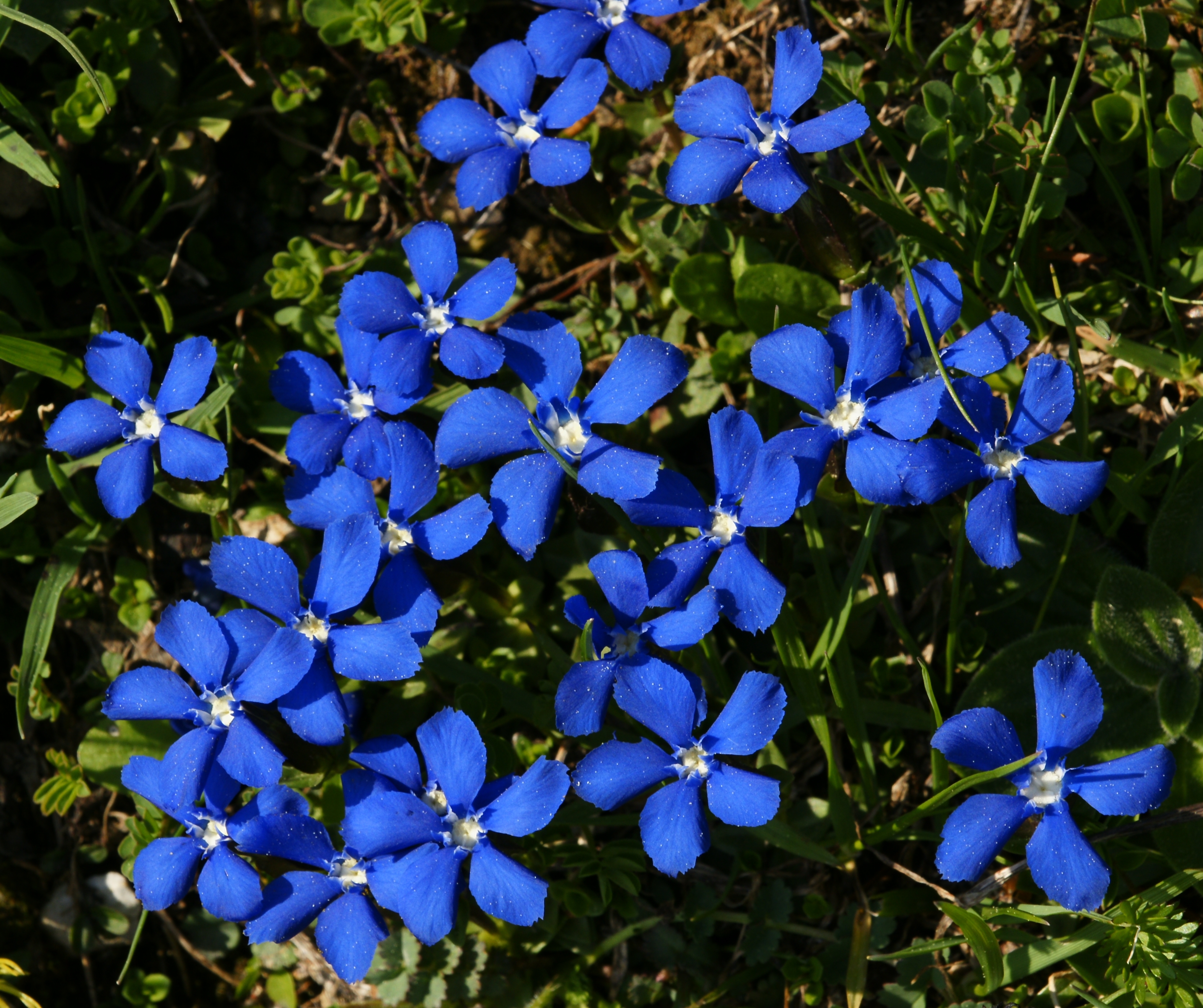 Frühlings Enzian Gentiana verna 03