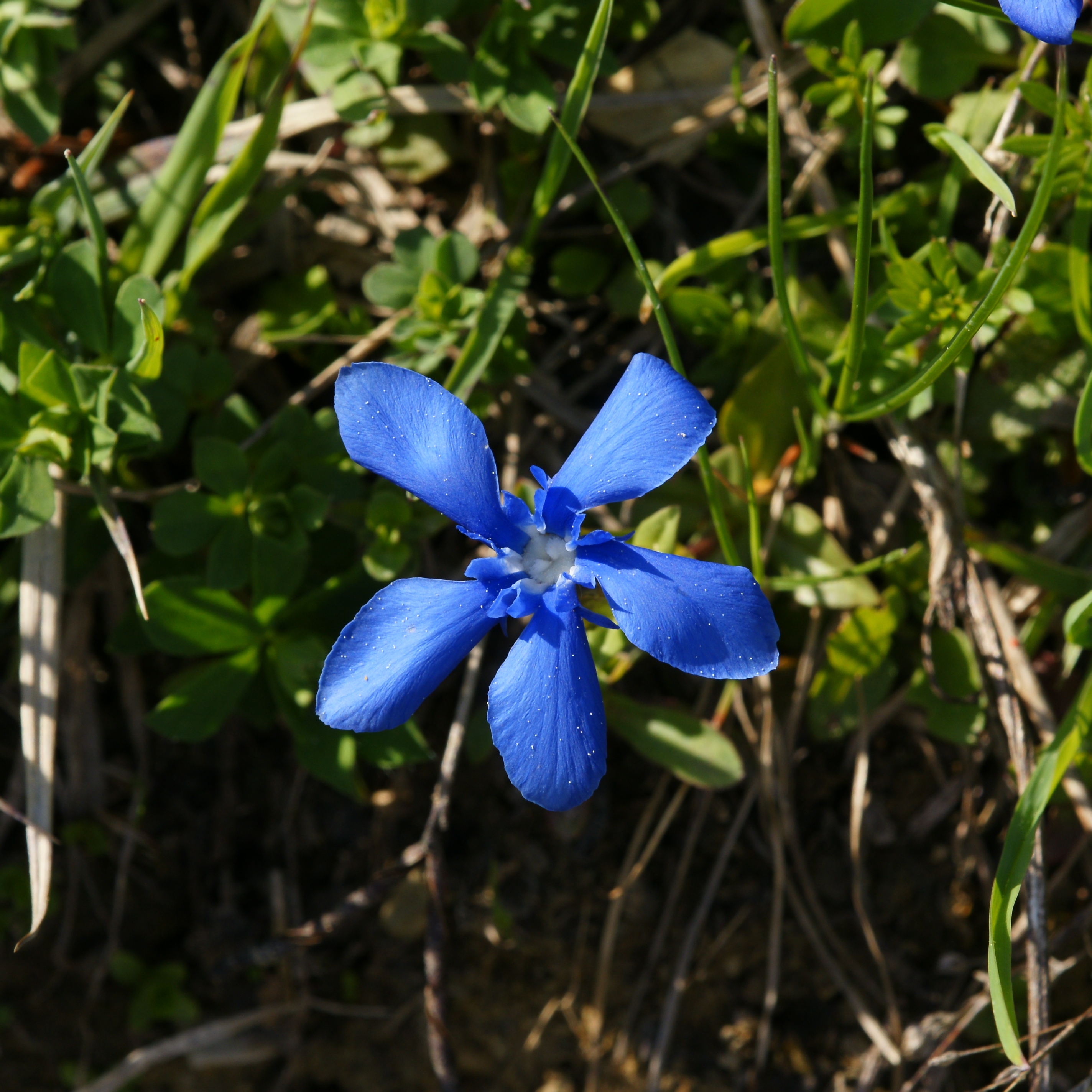 Frühlings Enzian Gentiana verna 04