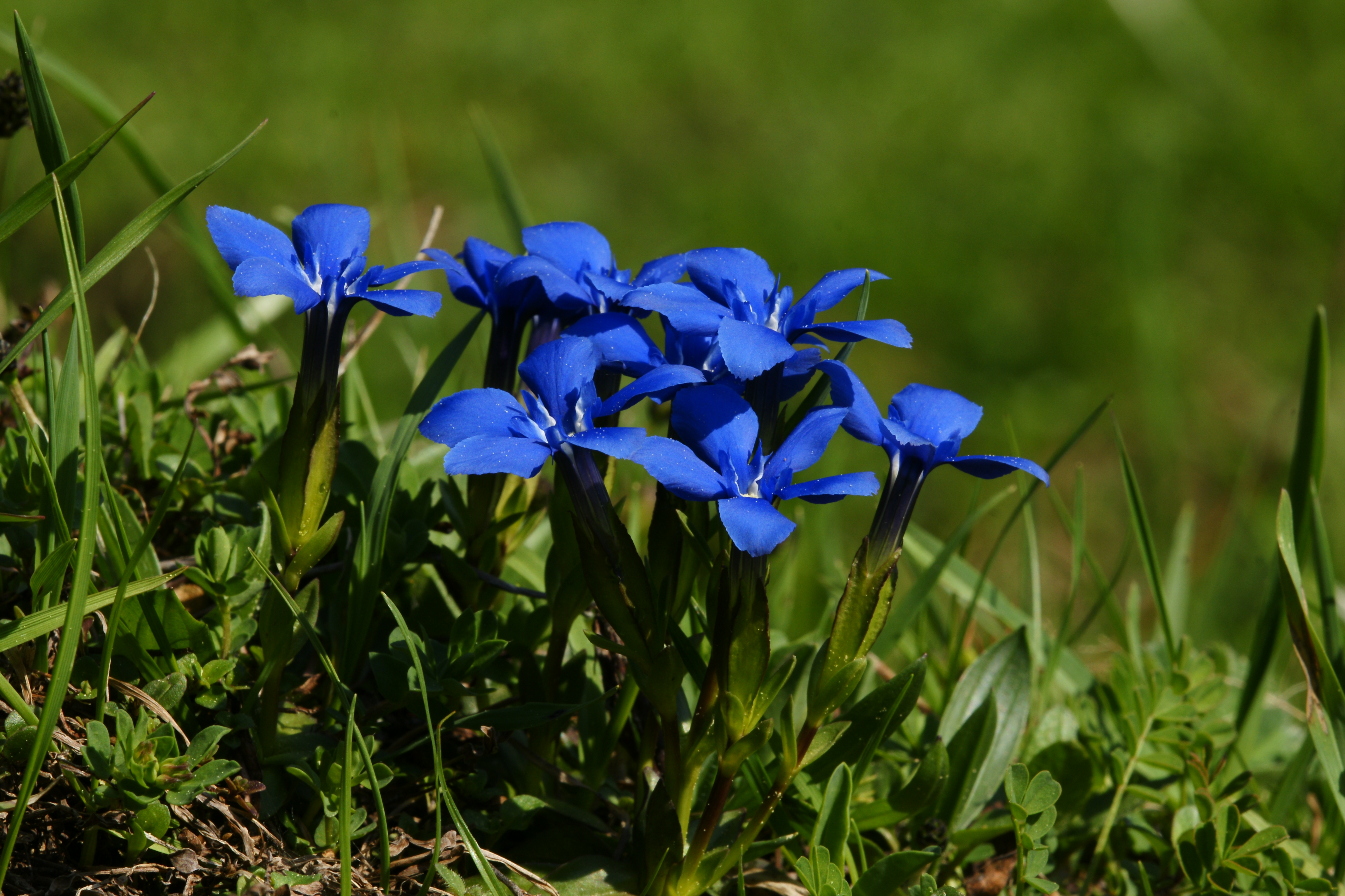 Frühlings Enzian Gentiana verna 09
