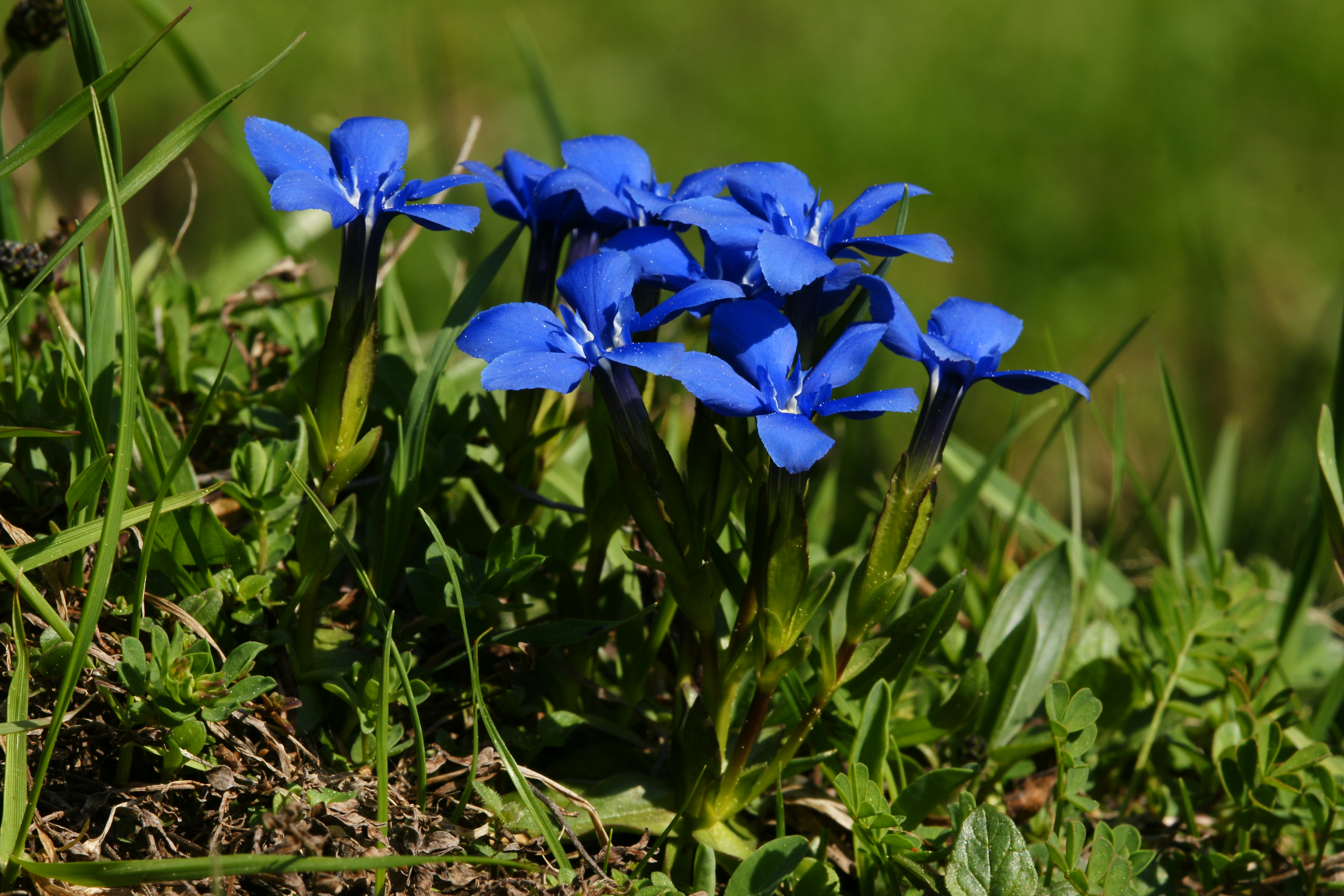 Frühlings Enzian Gentiana verna 10