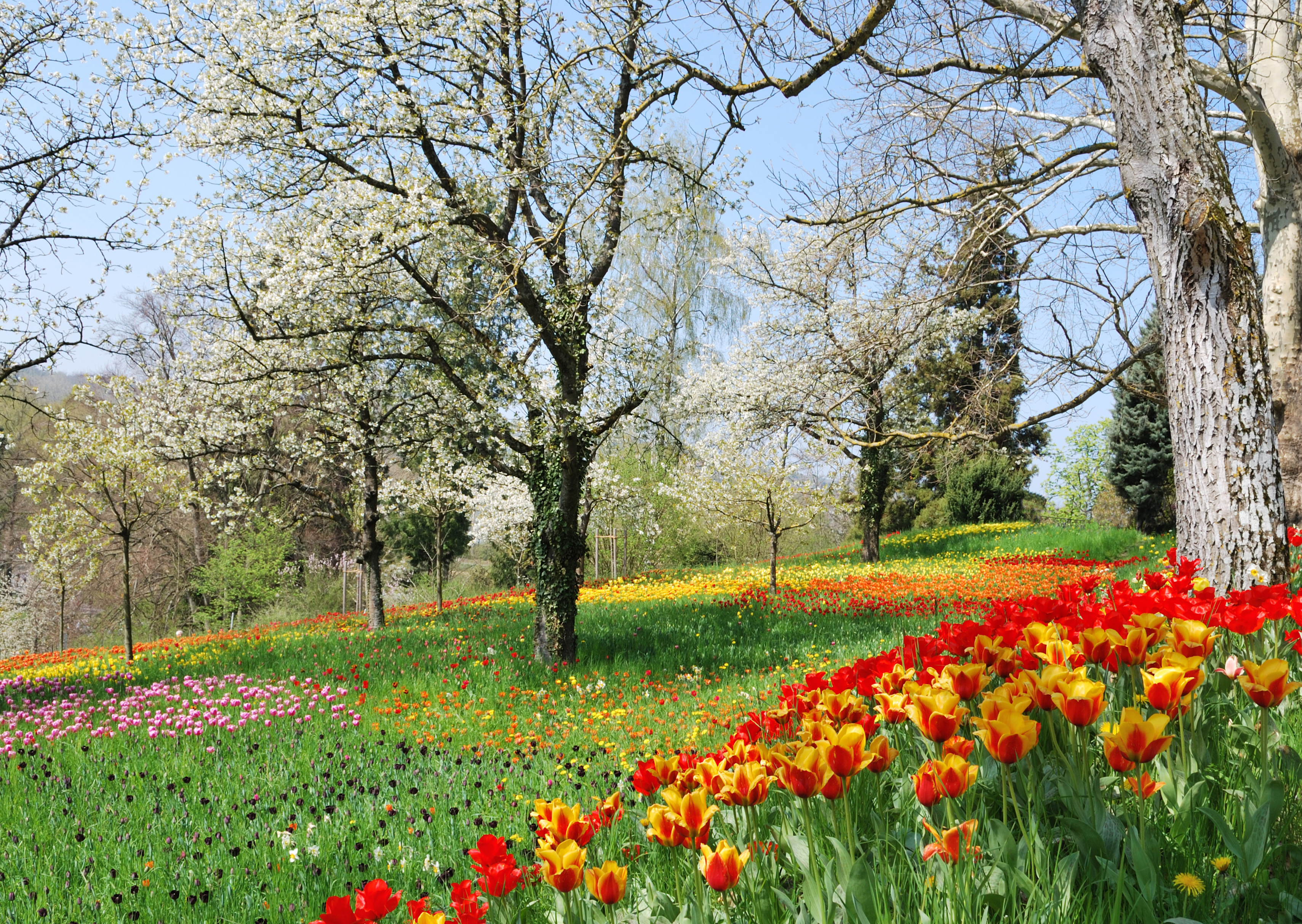 Frühlingsallee Tulpenblüte 2010 (1)