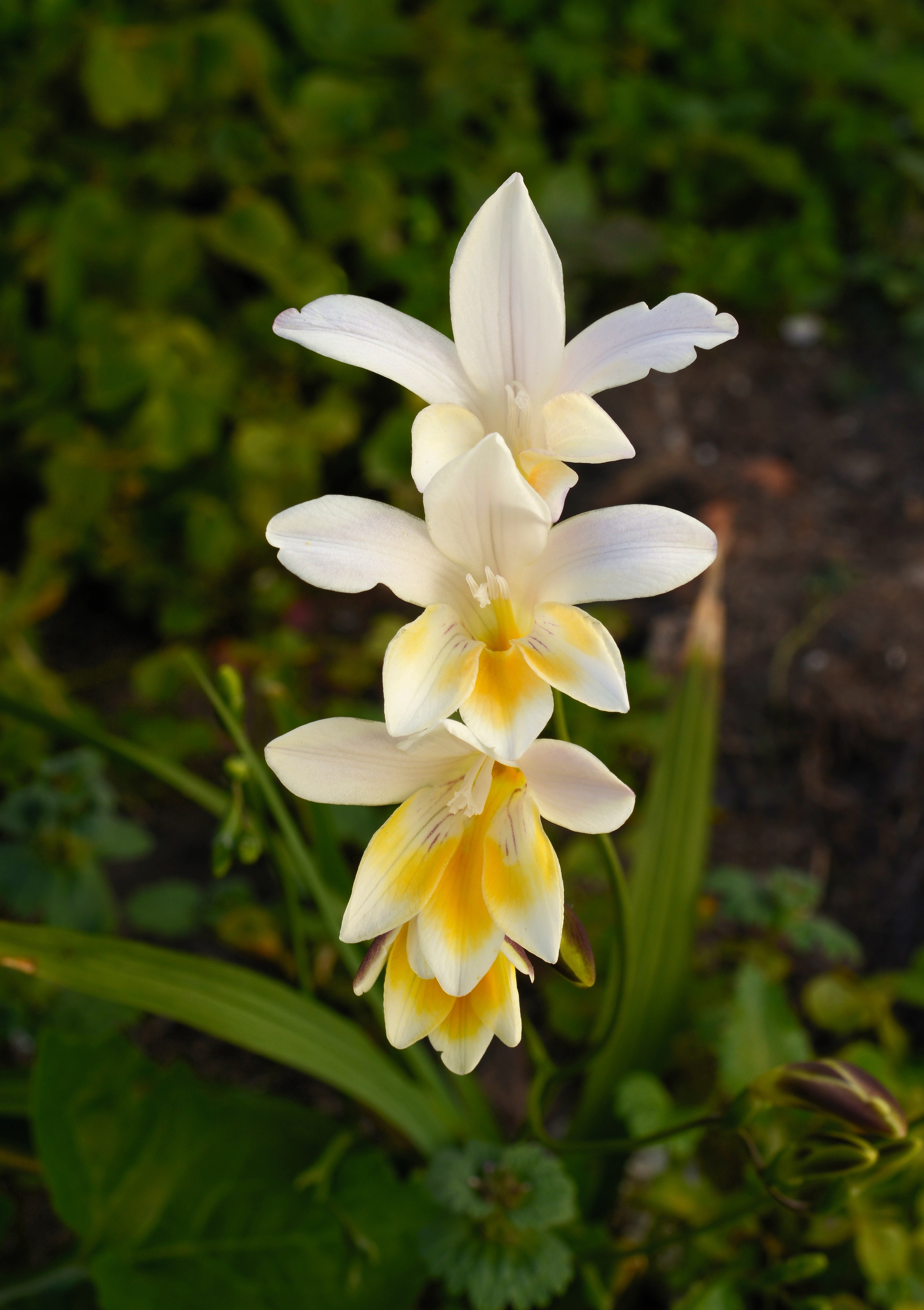 Freesia February 2013-1