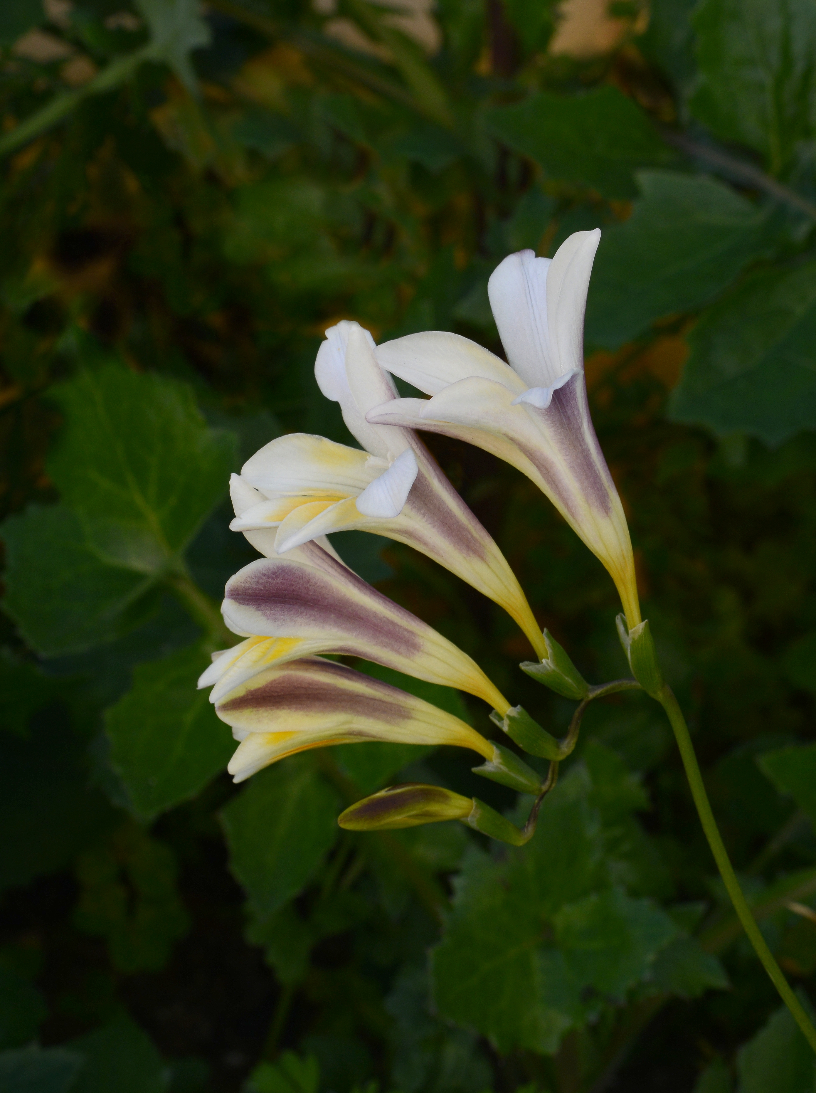 Freesia February 2013-3