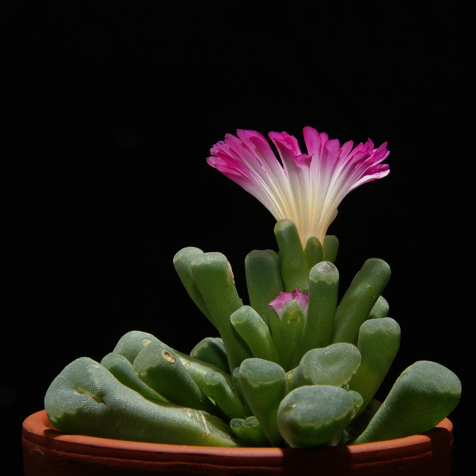 Frithia pulchra 1002
