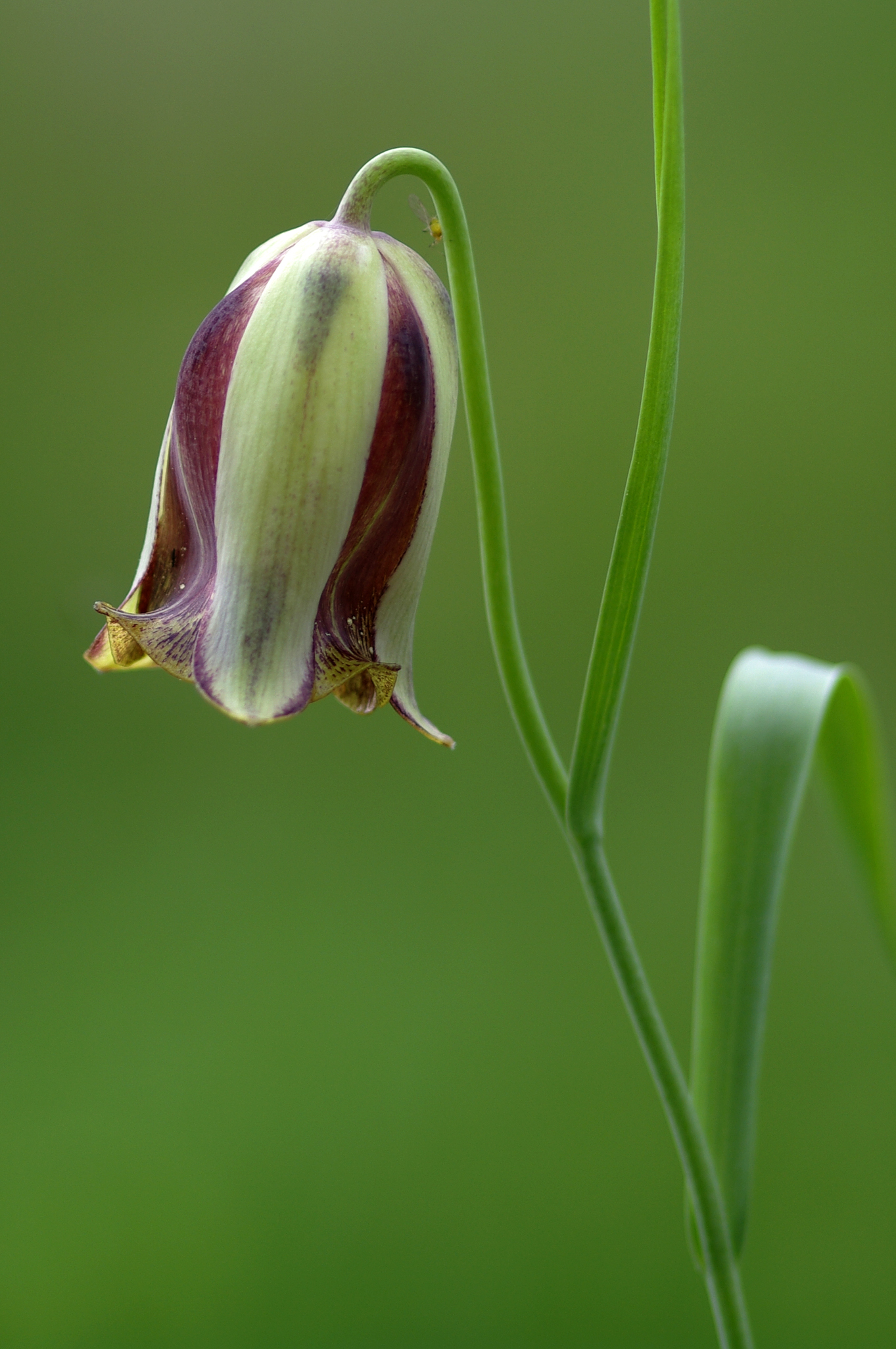 Fritillaria acmopetala - Anatolian Fritillary 02