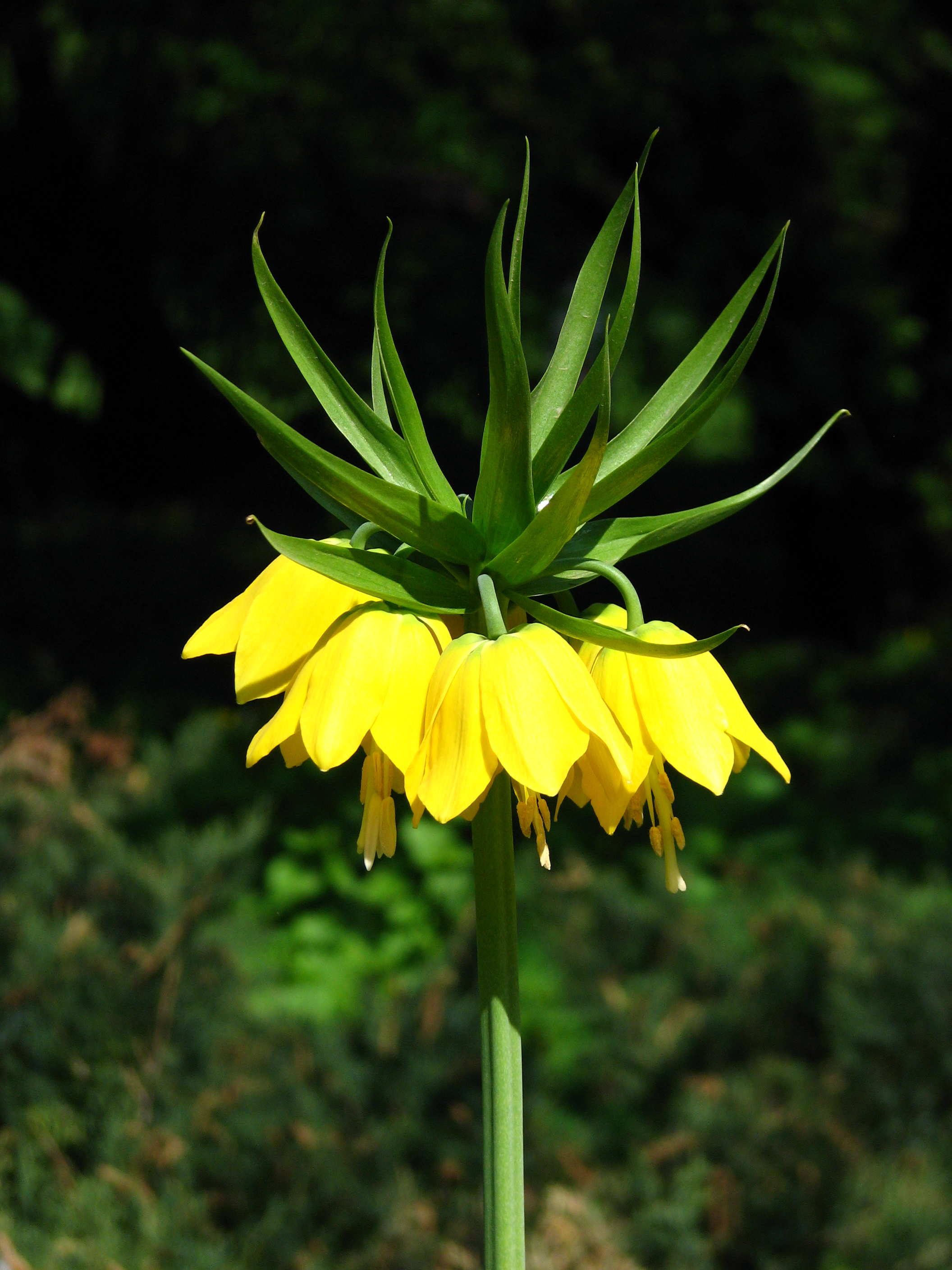 Fritillaria imperialis lutea 01