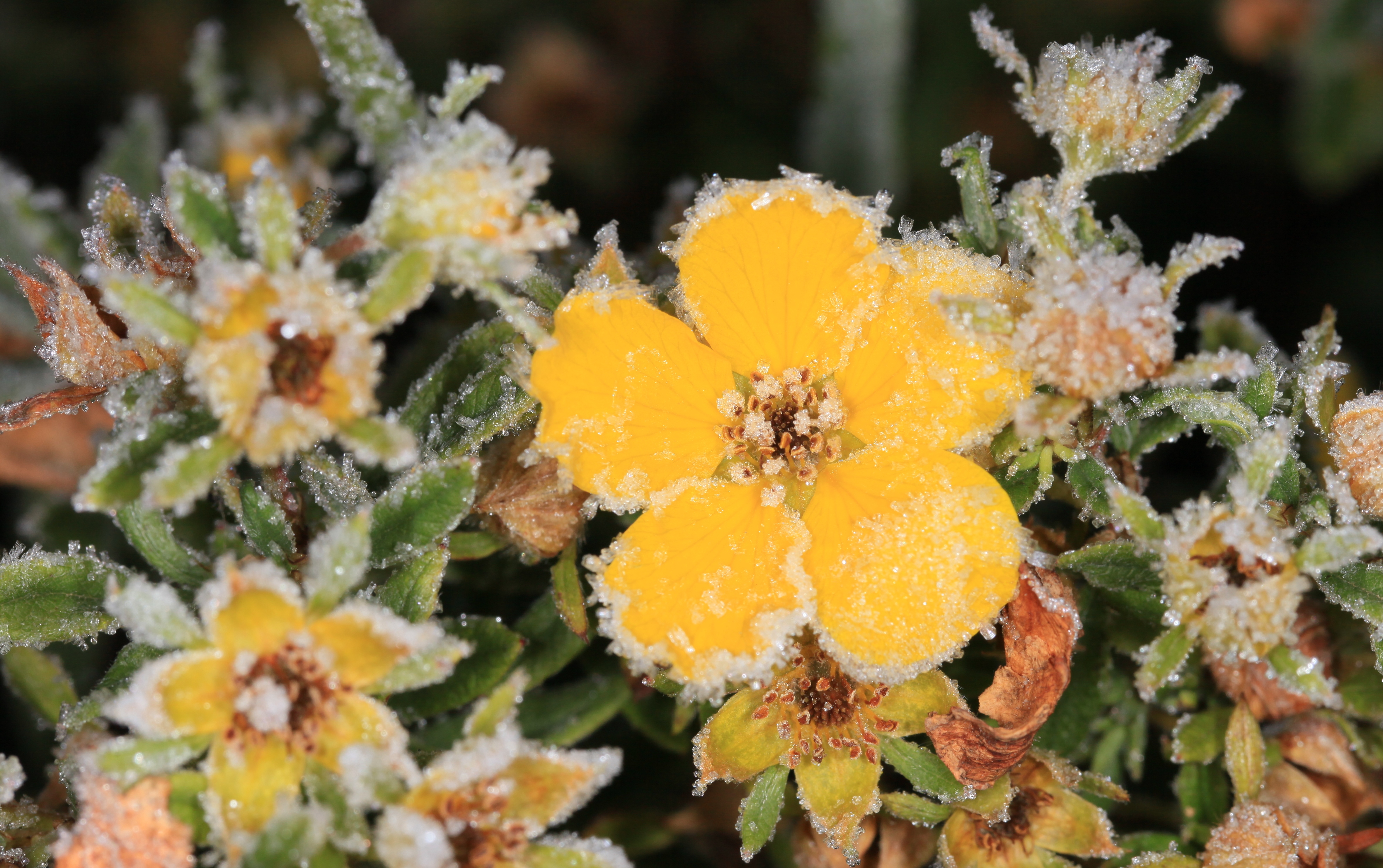 Frostnupen ölandstok Shrubby Cinquefoil (Dasiphora fruticosa) (5088417381)