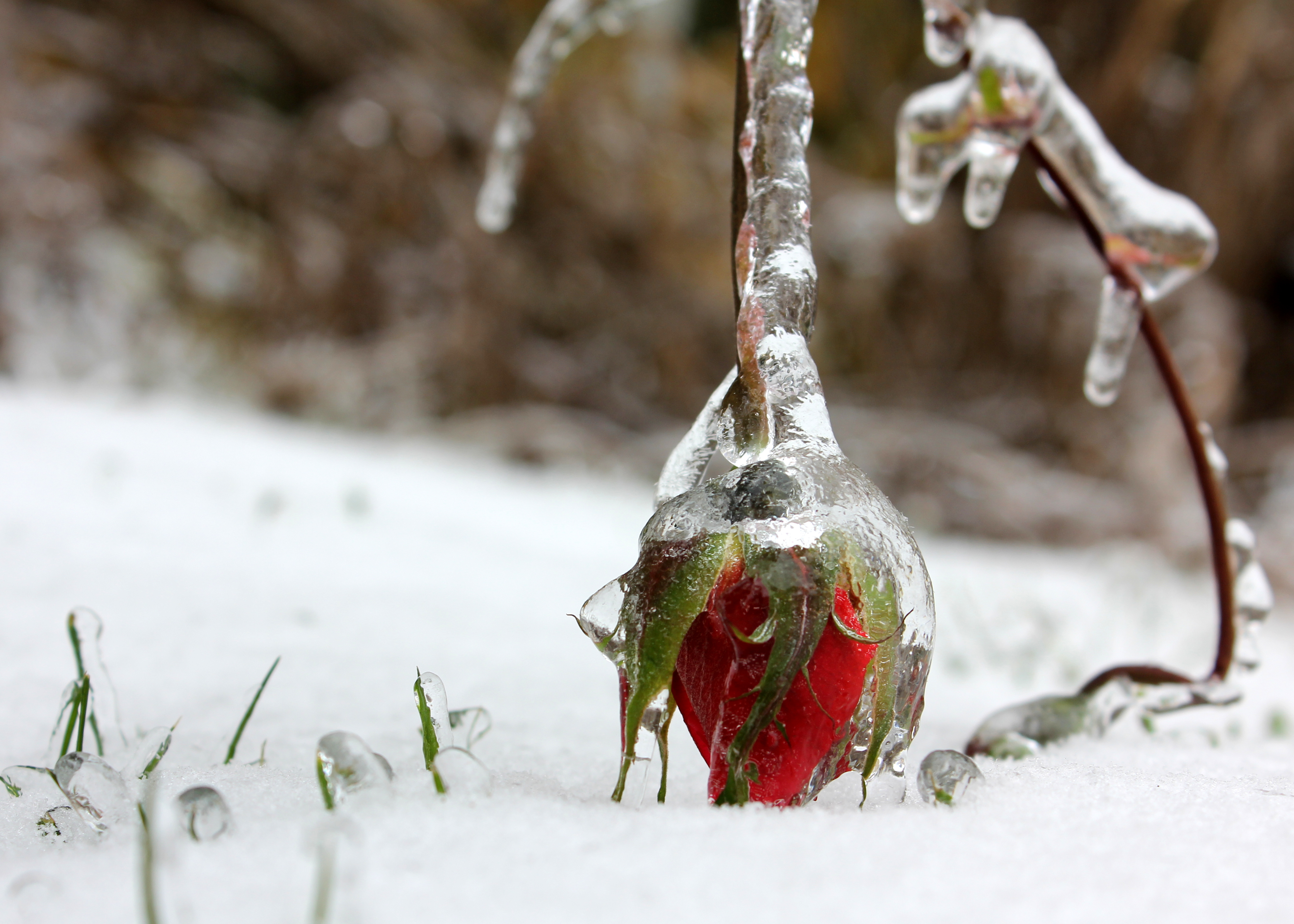 Frozen (15738218239)