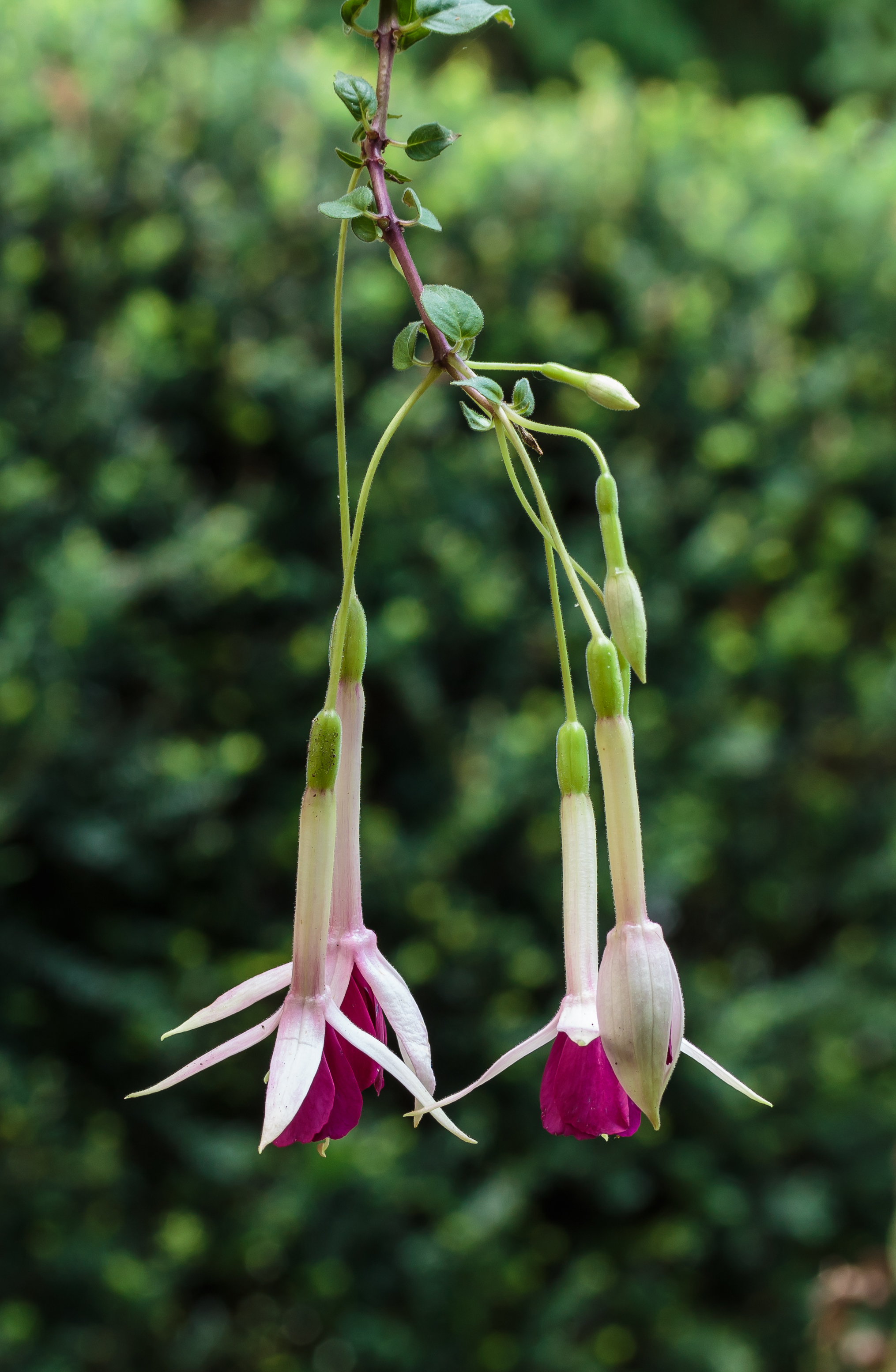 Fuchsia 'All Summer Beauty'