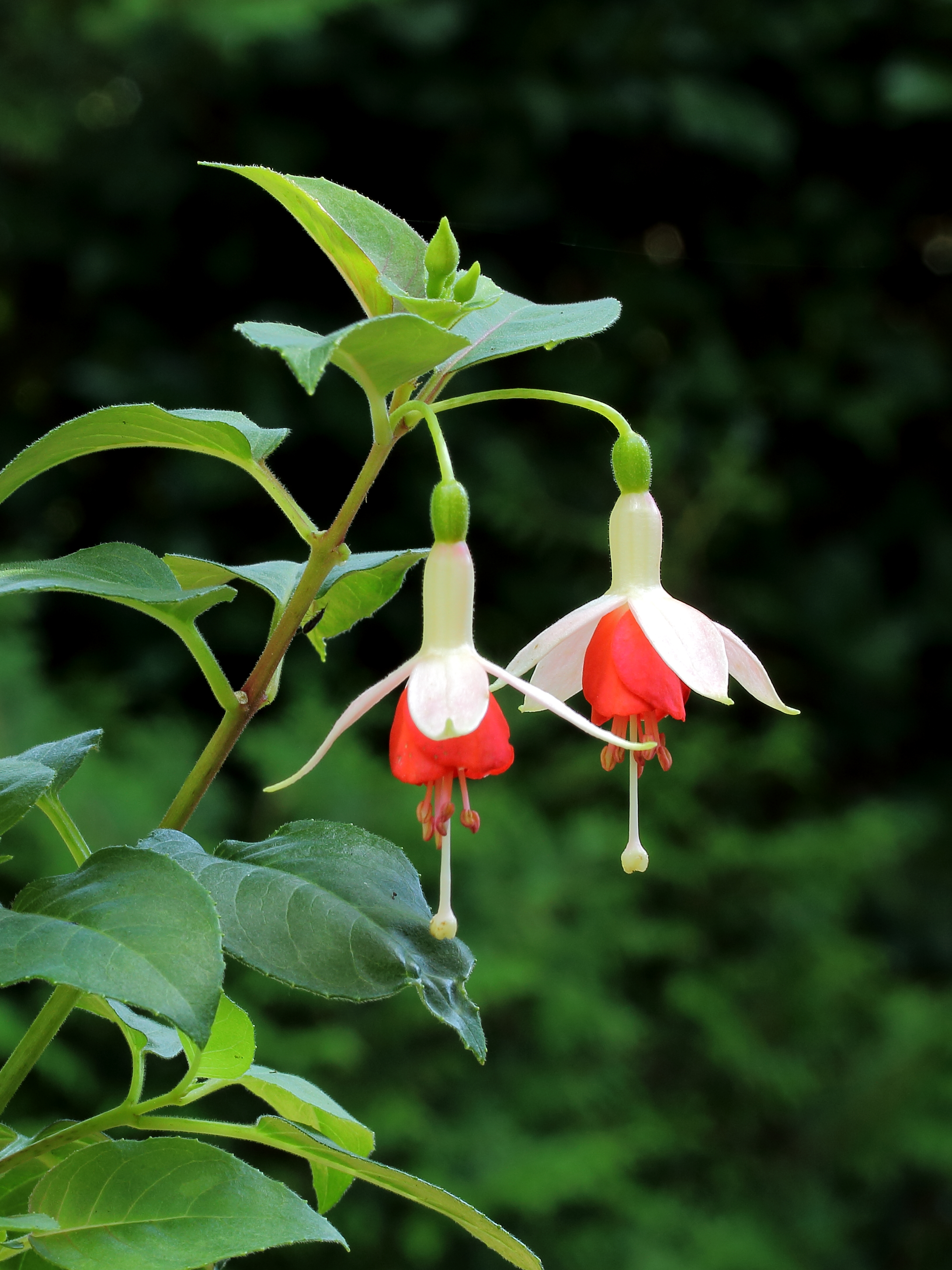 Fuchsia 'Anita'
