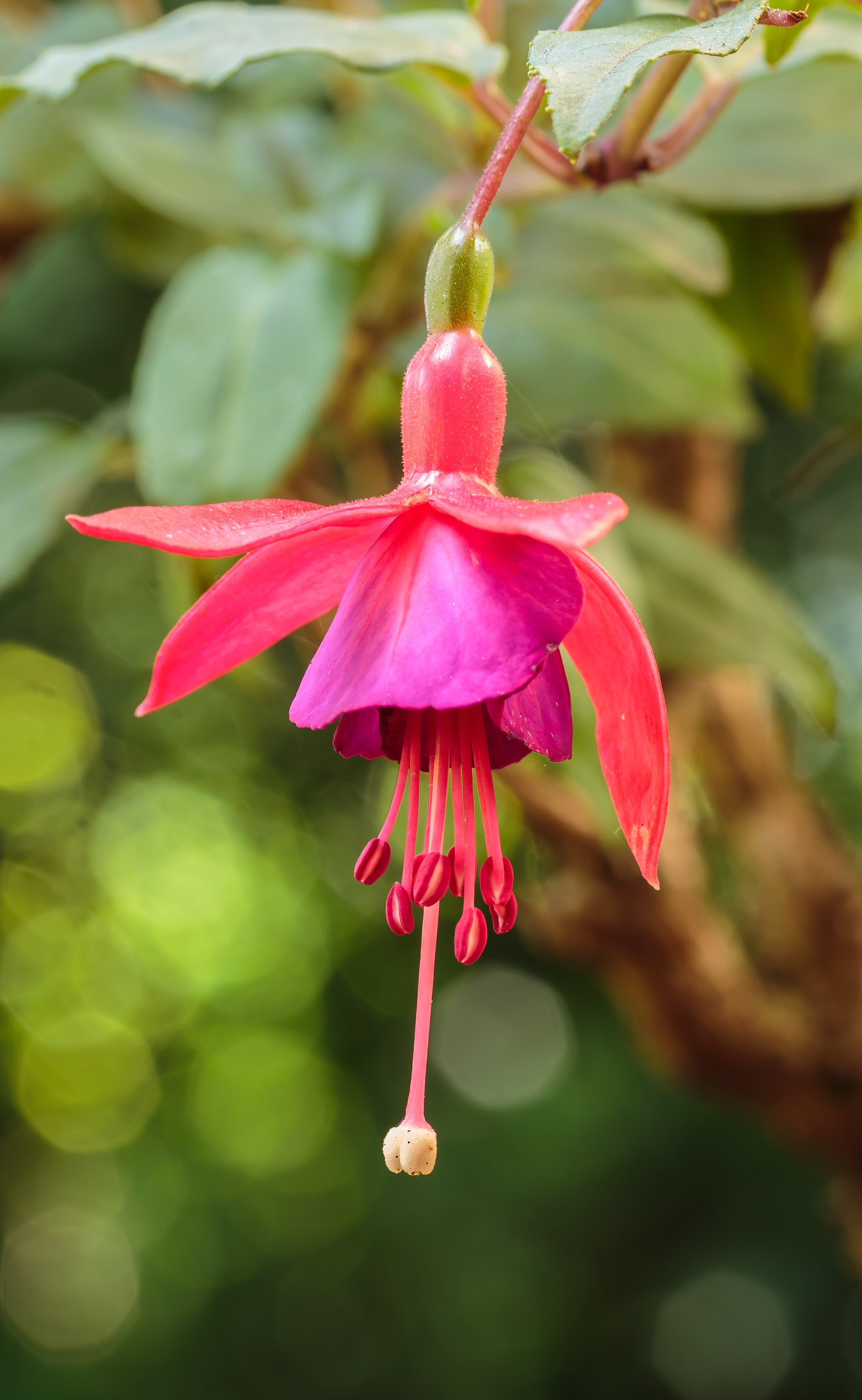 Fuchsia 'Bijorewa Loraja'
