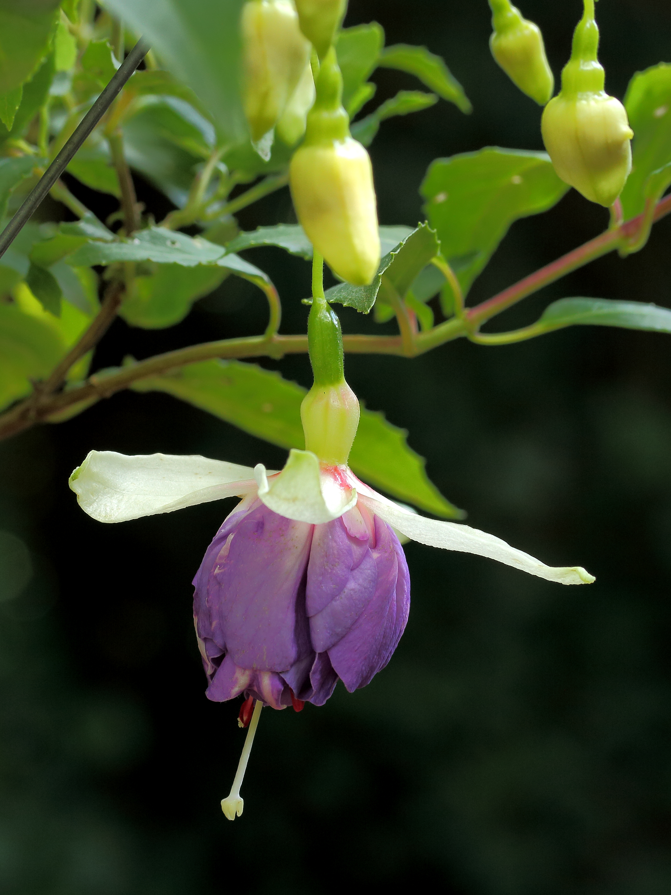 Fuchsia 'Blue Mirage'