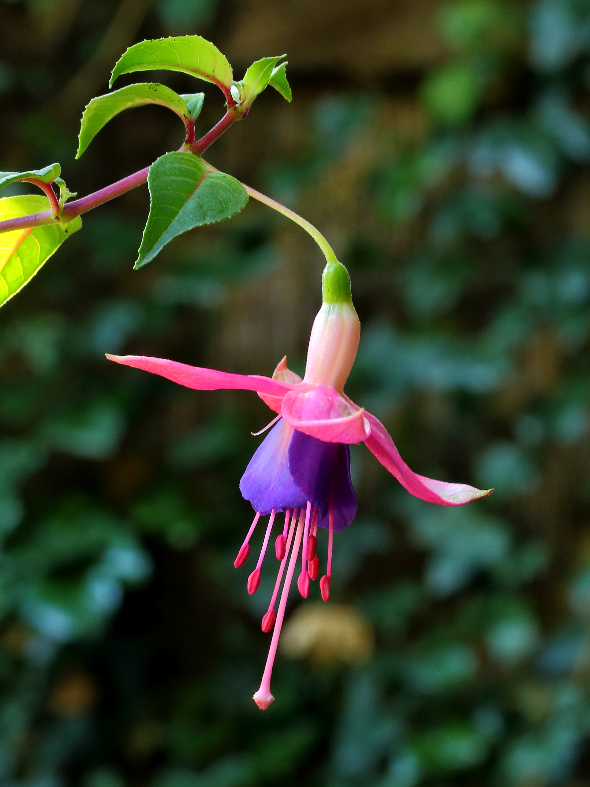 Fuchsia 'Blue sails'