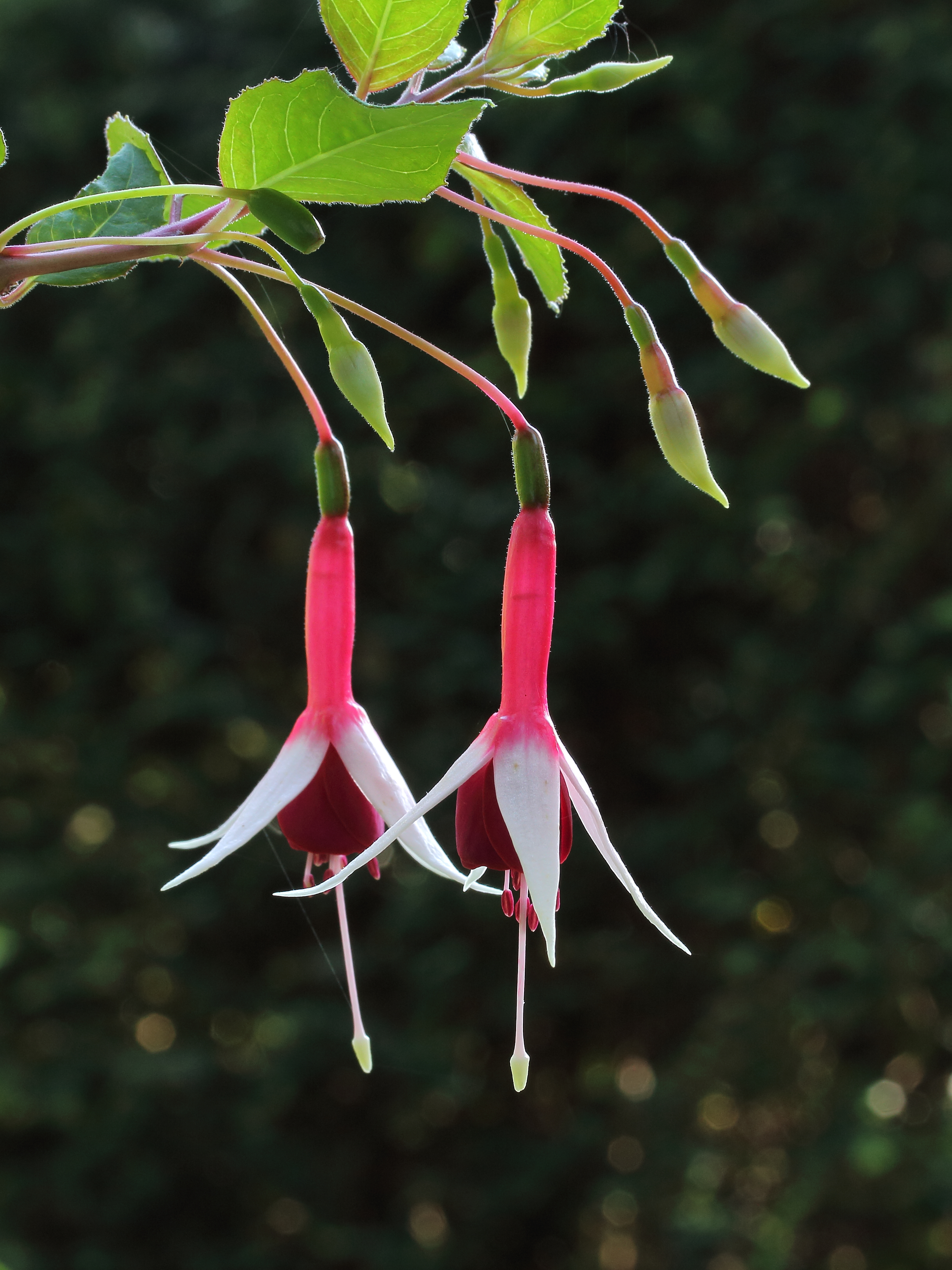 Fuchsia 'Checkerboard'