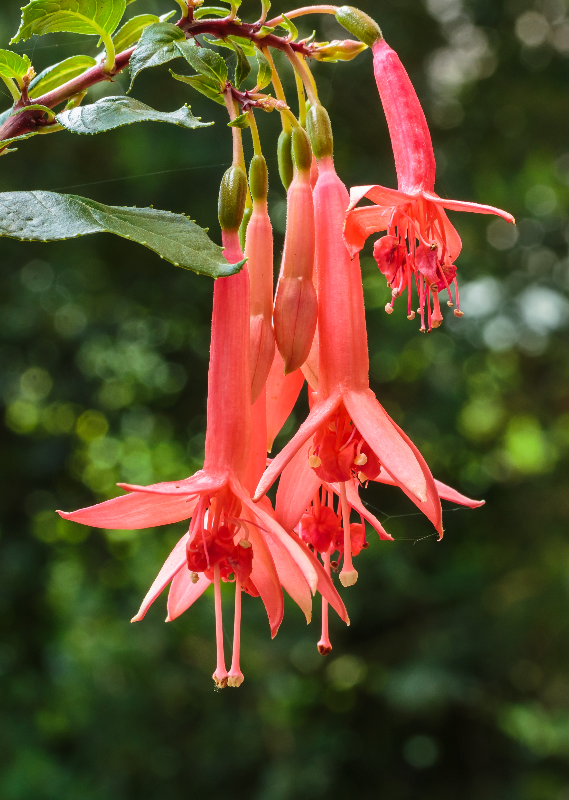 Fuchsia 'Creiler Flora'