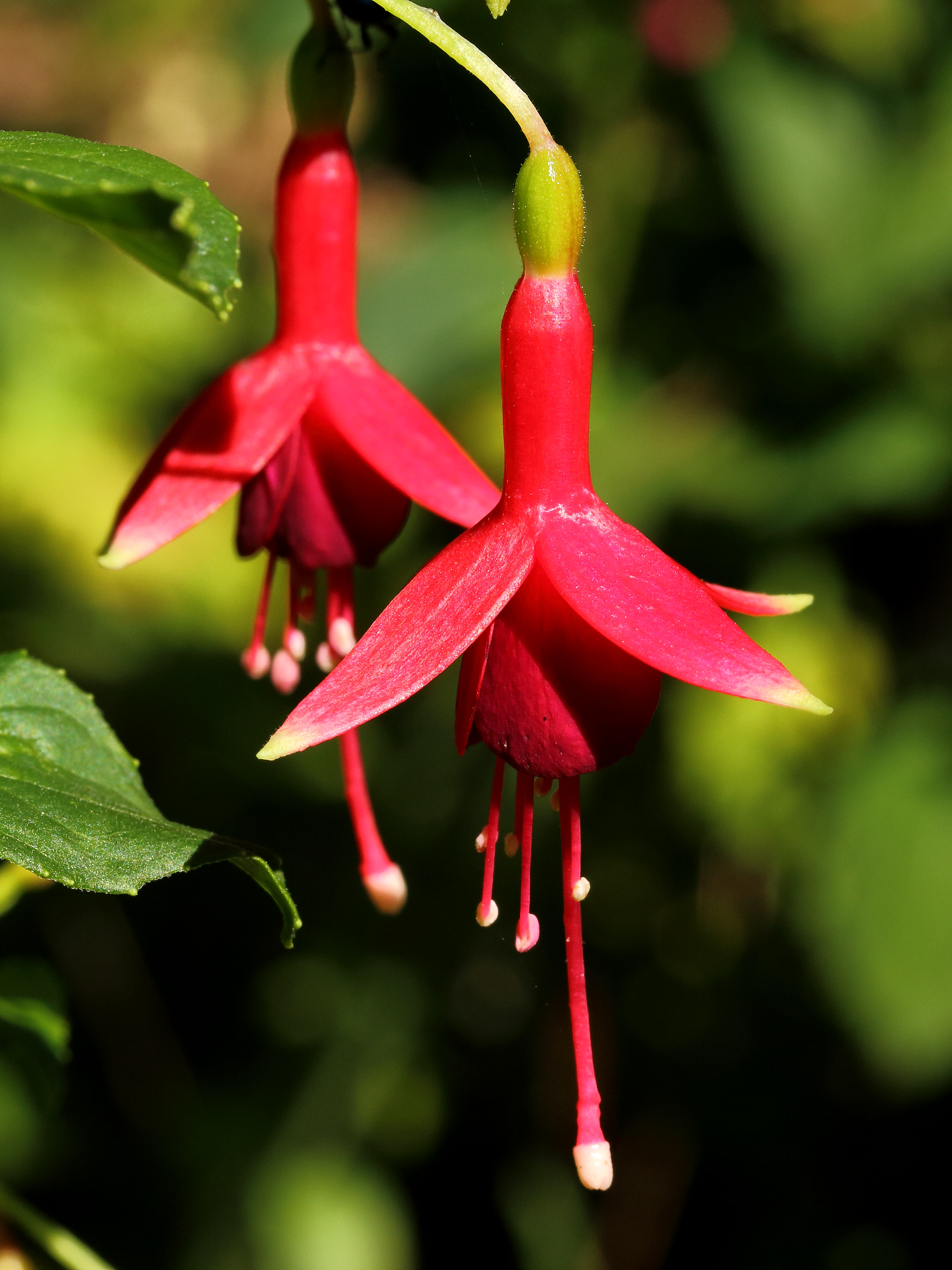 Fuchsia 'Flash' 02