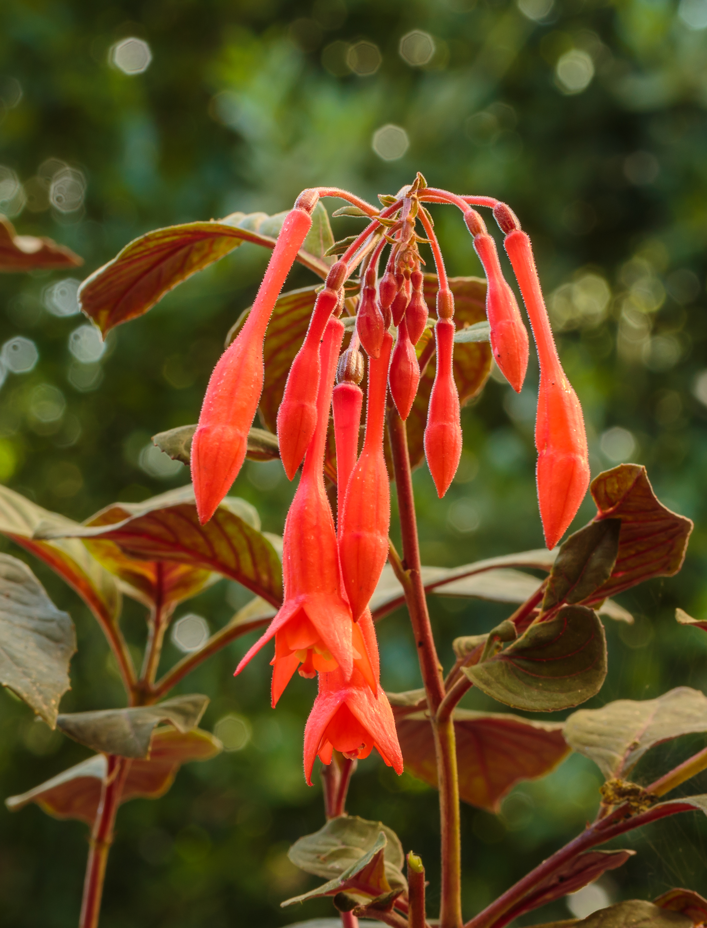 Fuchsia 'Göttingen'