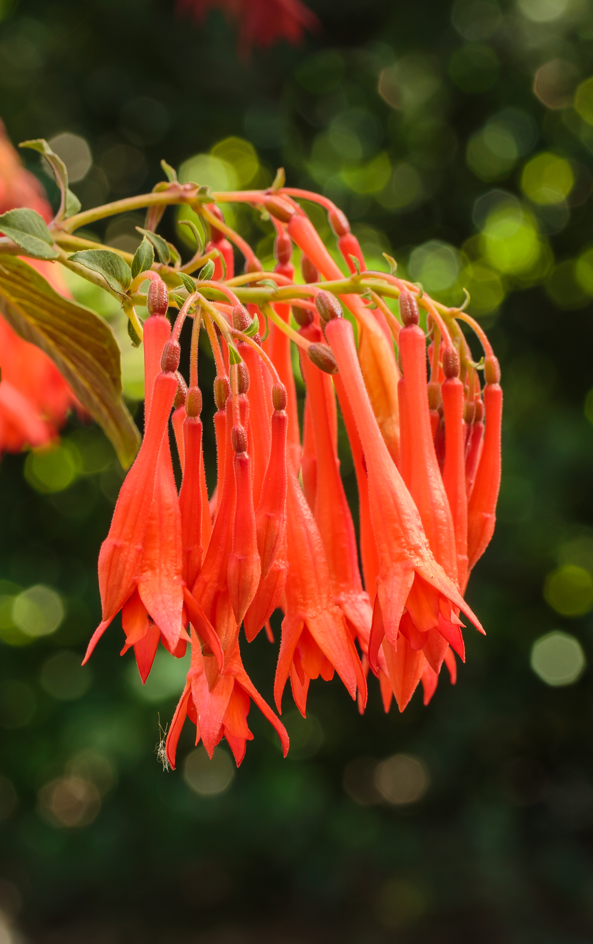 Fuchsia 'Gartenmeister Bonstedt'