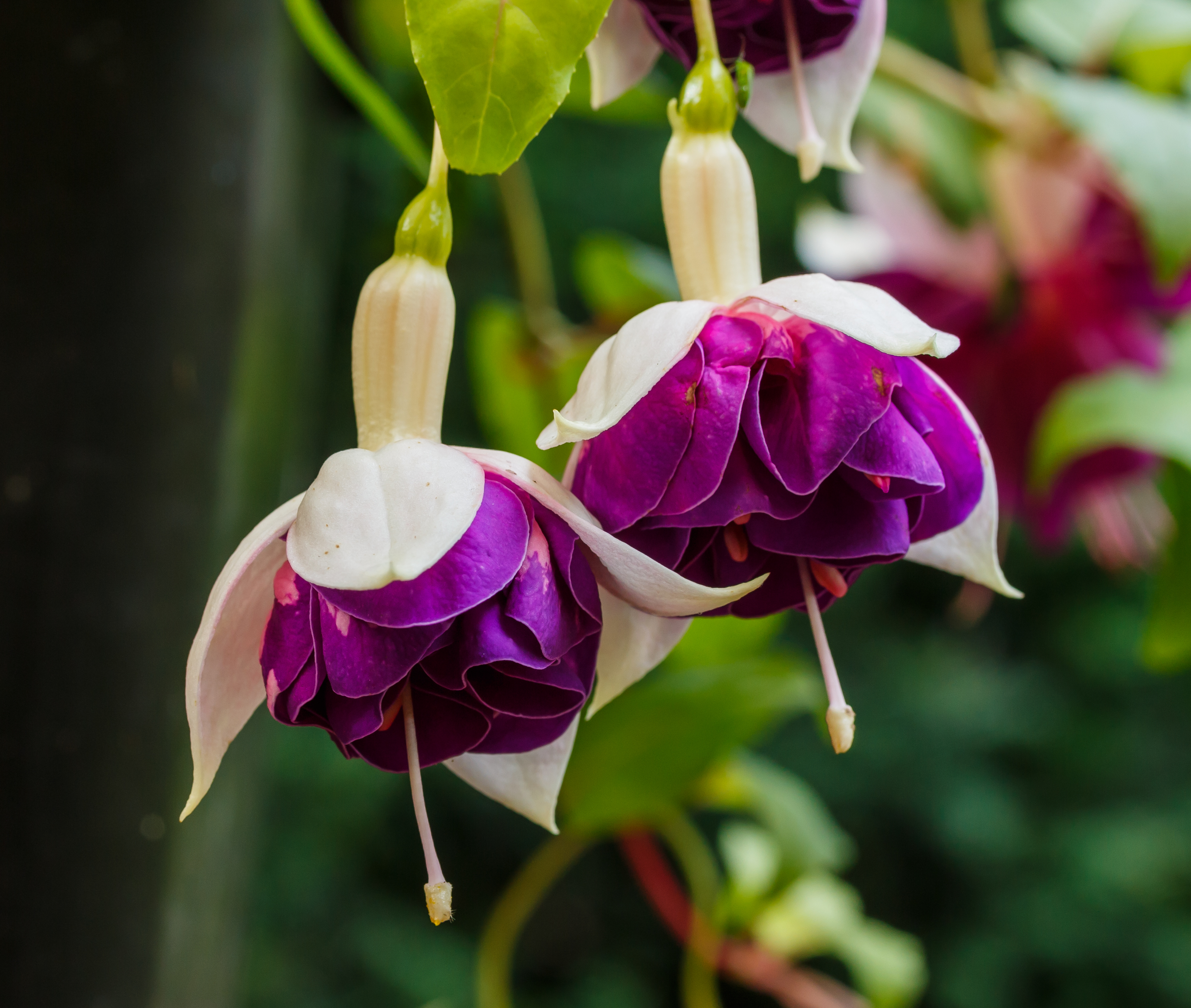 Fuchsia 'Golden Anniversary'