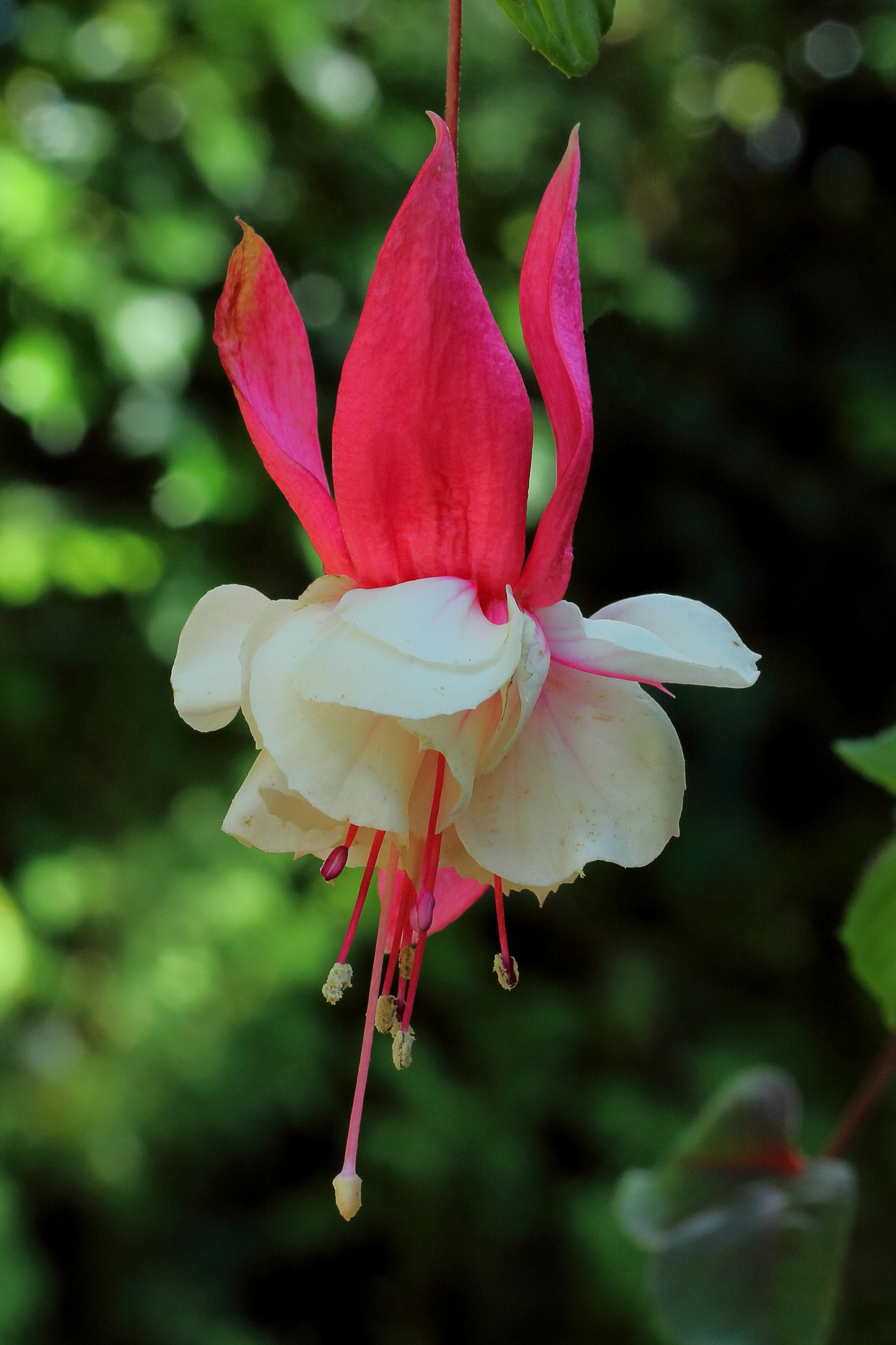 Fuchsia 'Hula Girl'