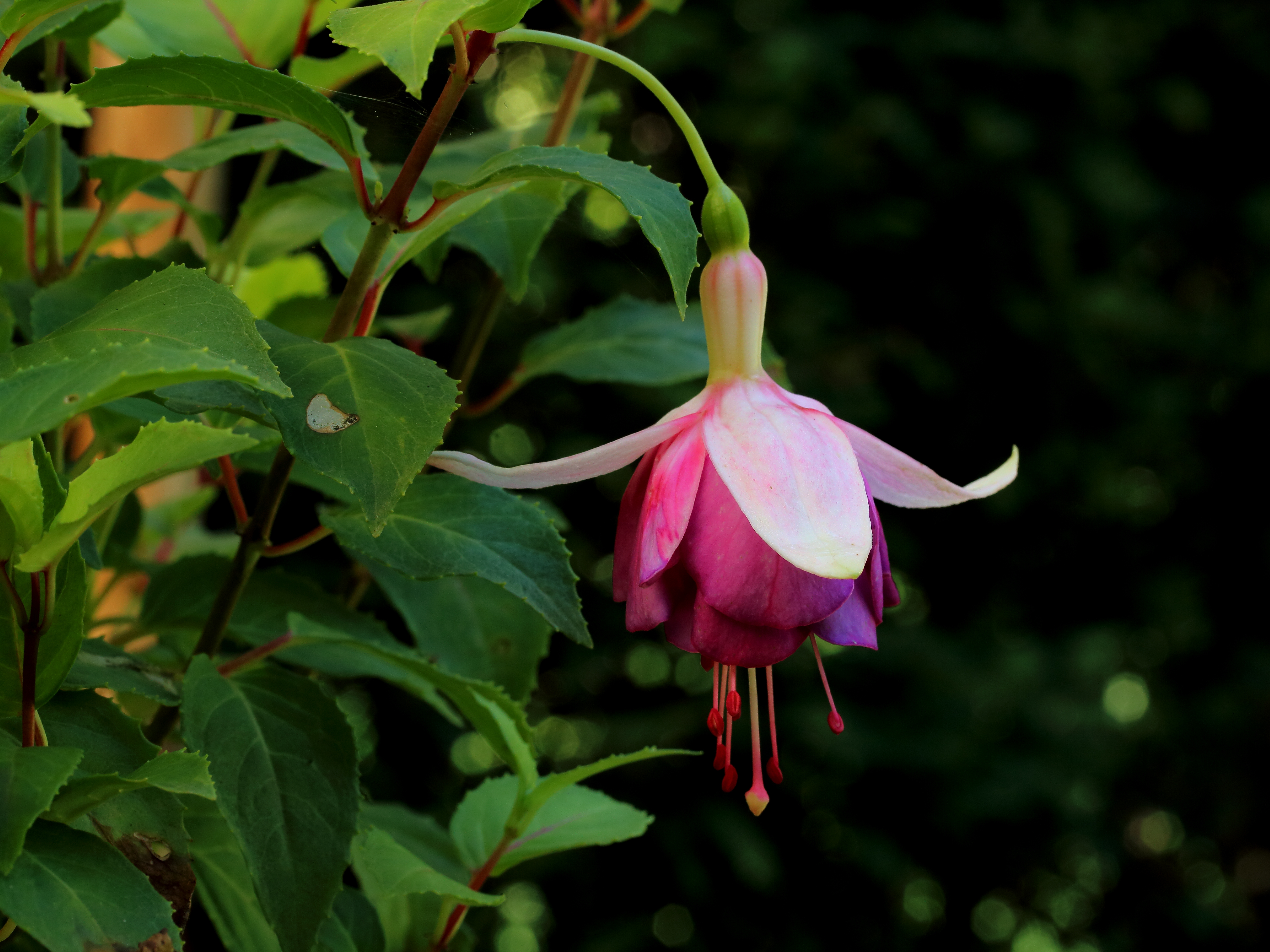 Fuchsia 'Jessie Pearson'
