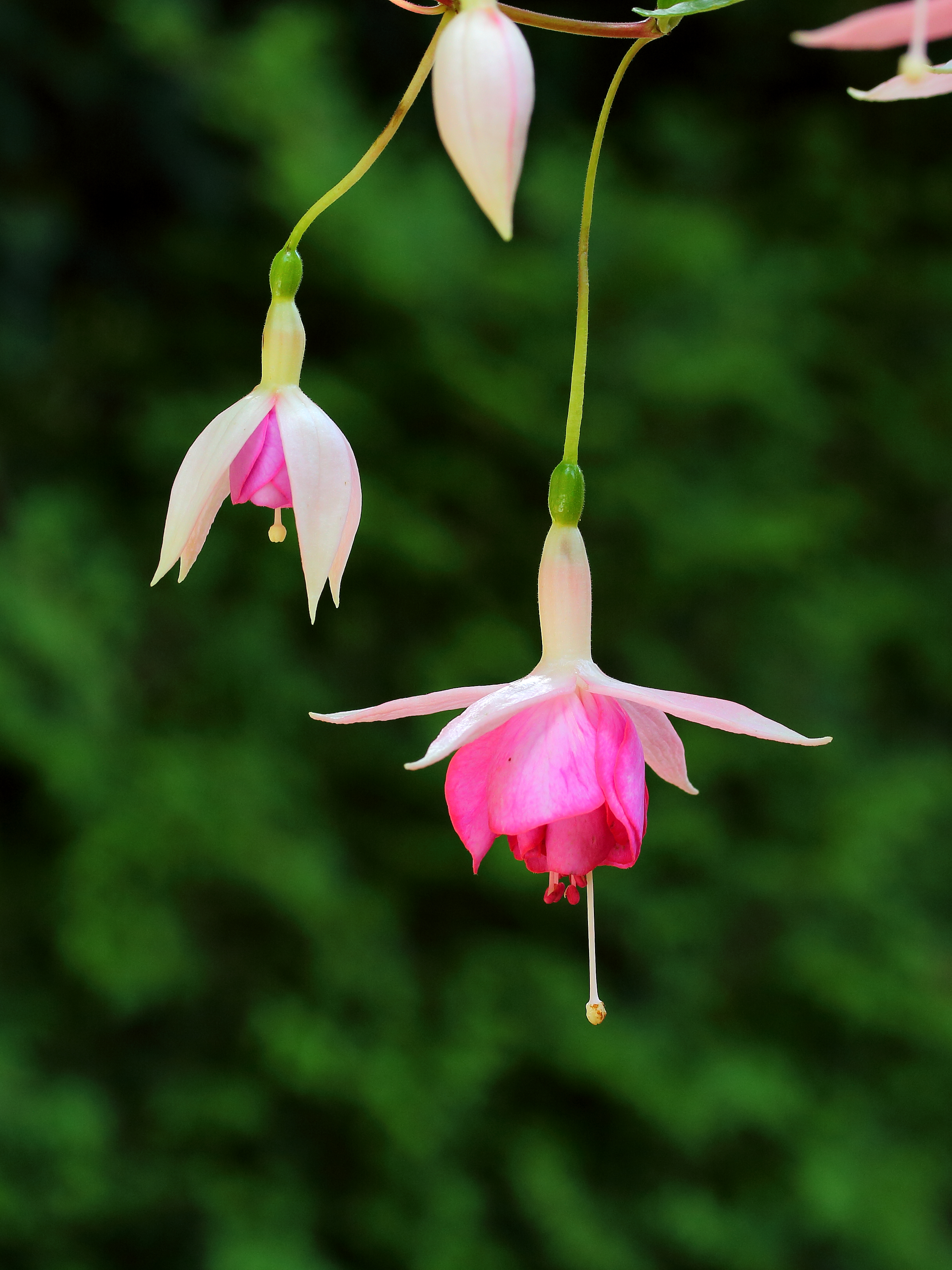 Fuchsia 'Kit Oxtoby' 01
