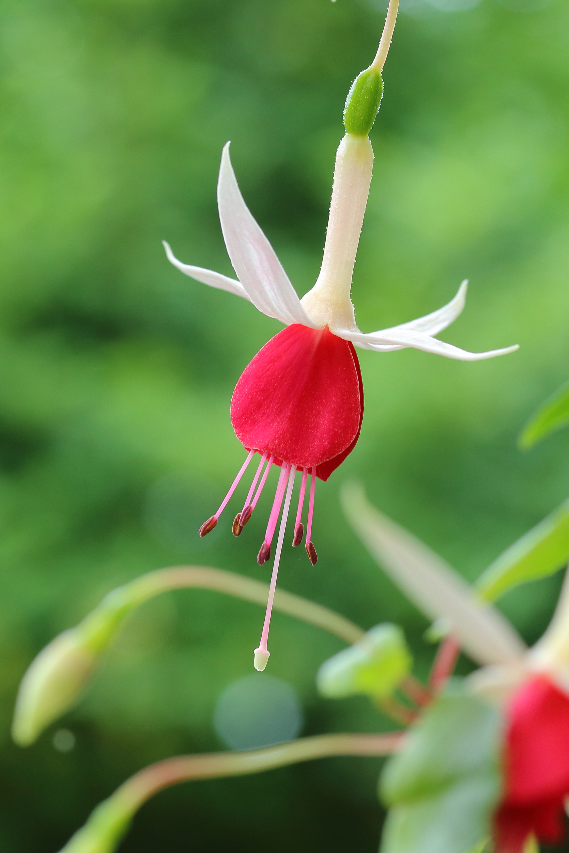 Fuchsia 'Land van Beveren'