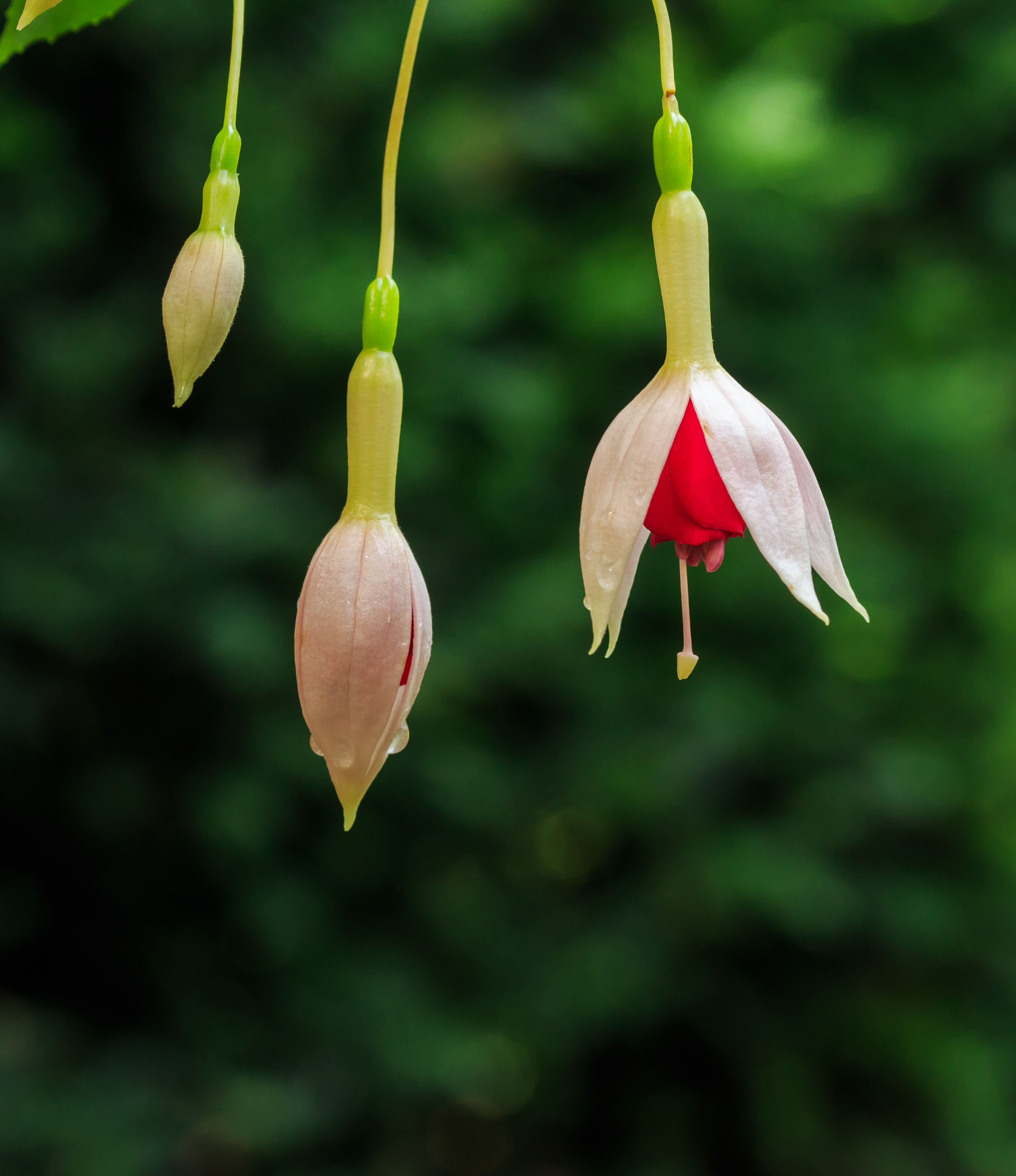 Fuchsia 'Land van Beveren' 02
