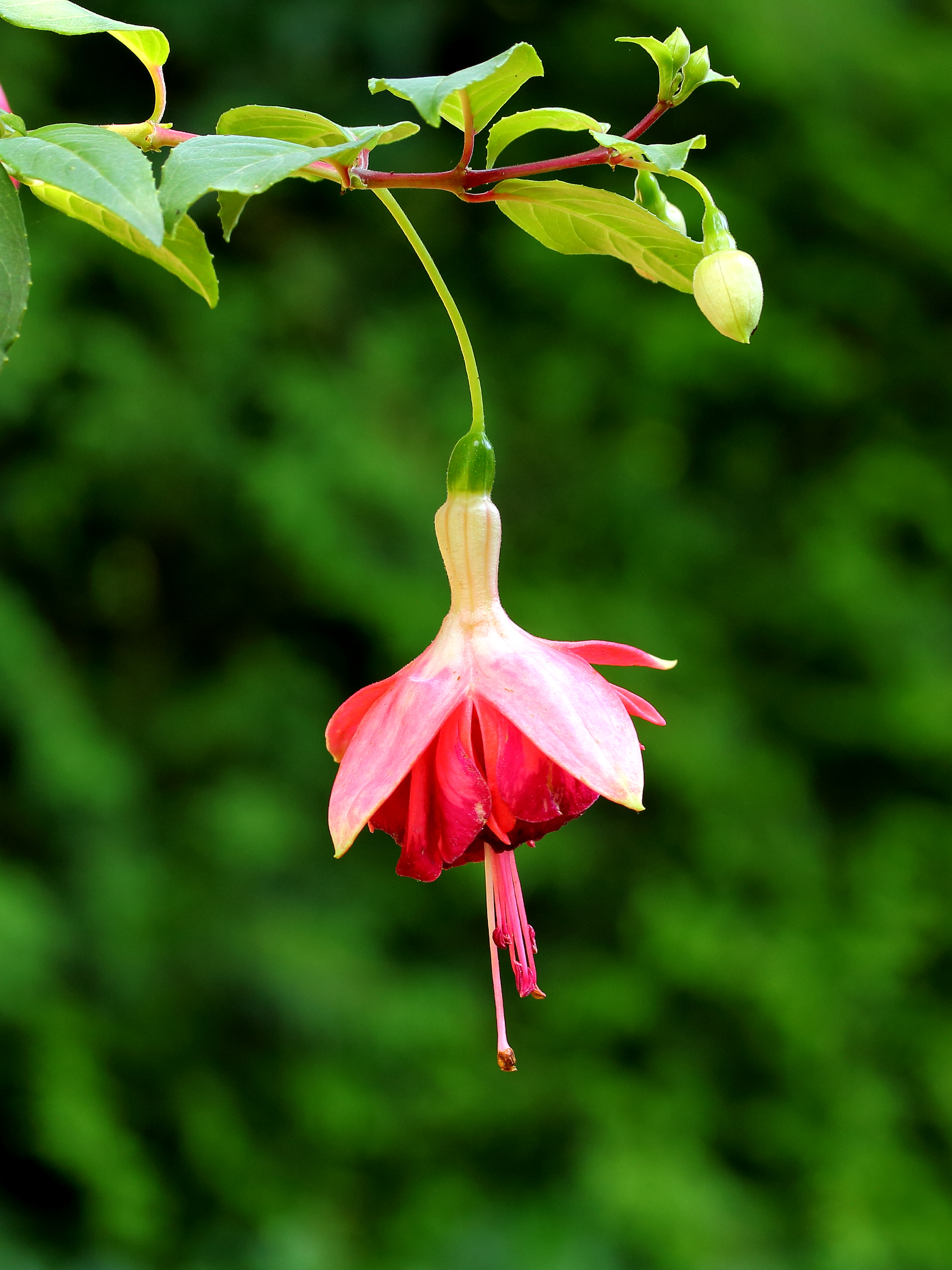 Fuchsia 'Minie Wildspieker'