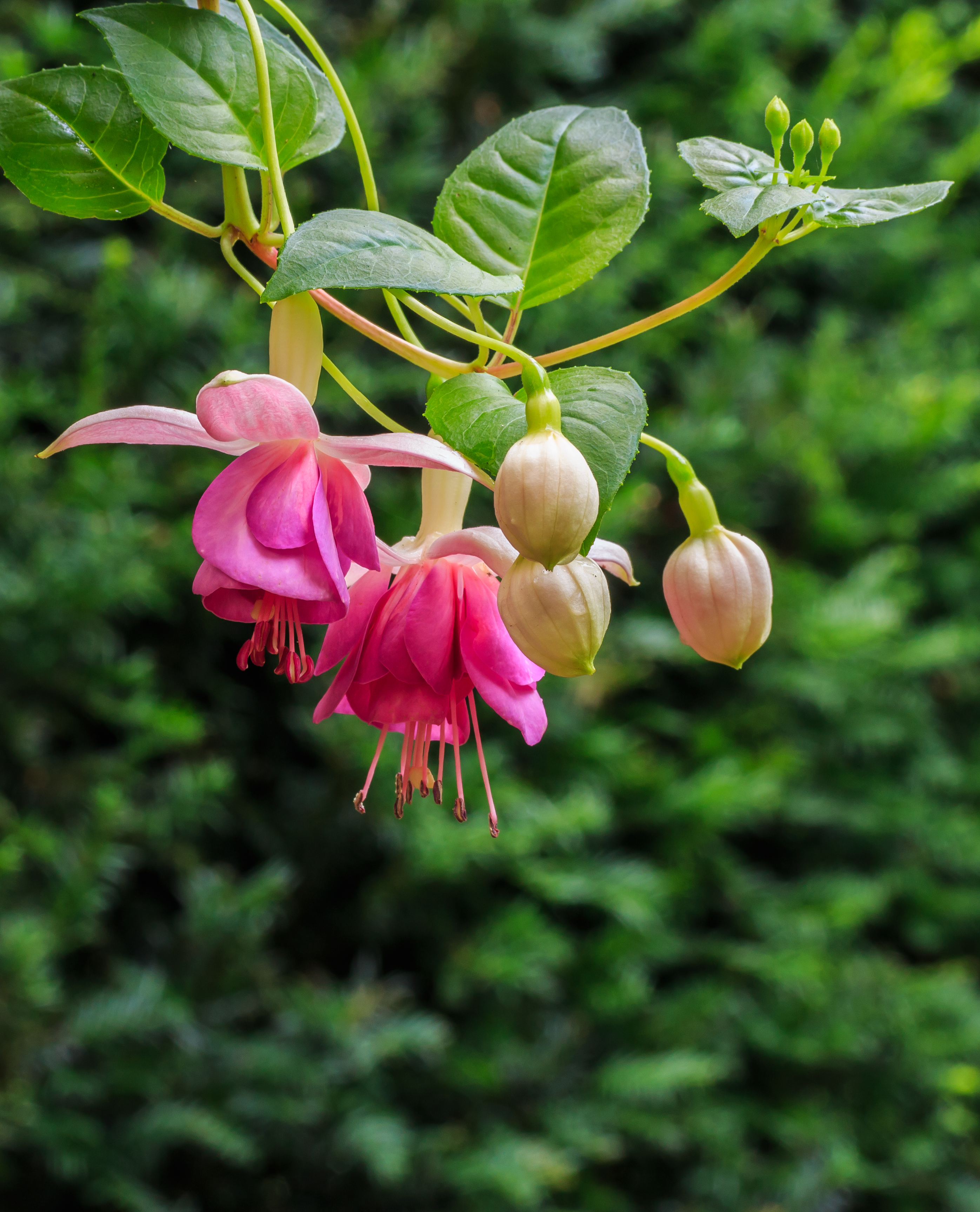 Fuchsia 'Rose of Denmark' 02