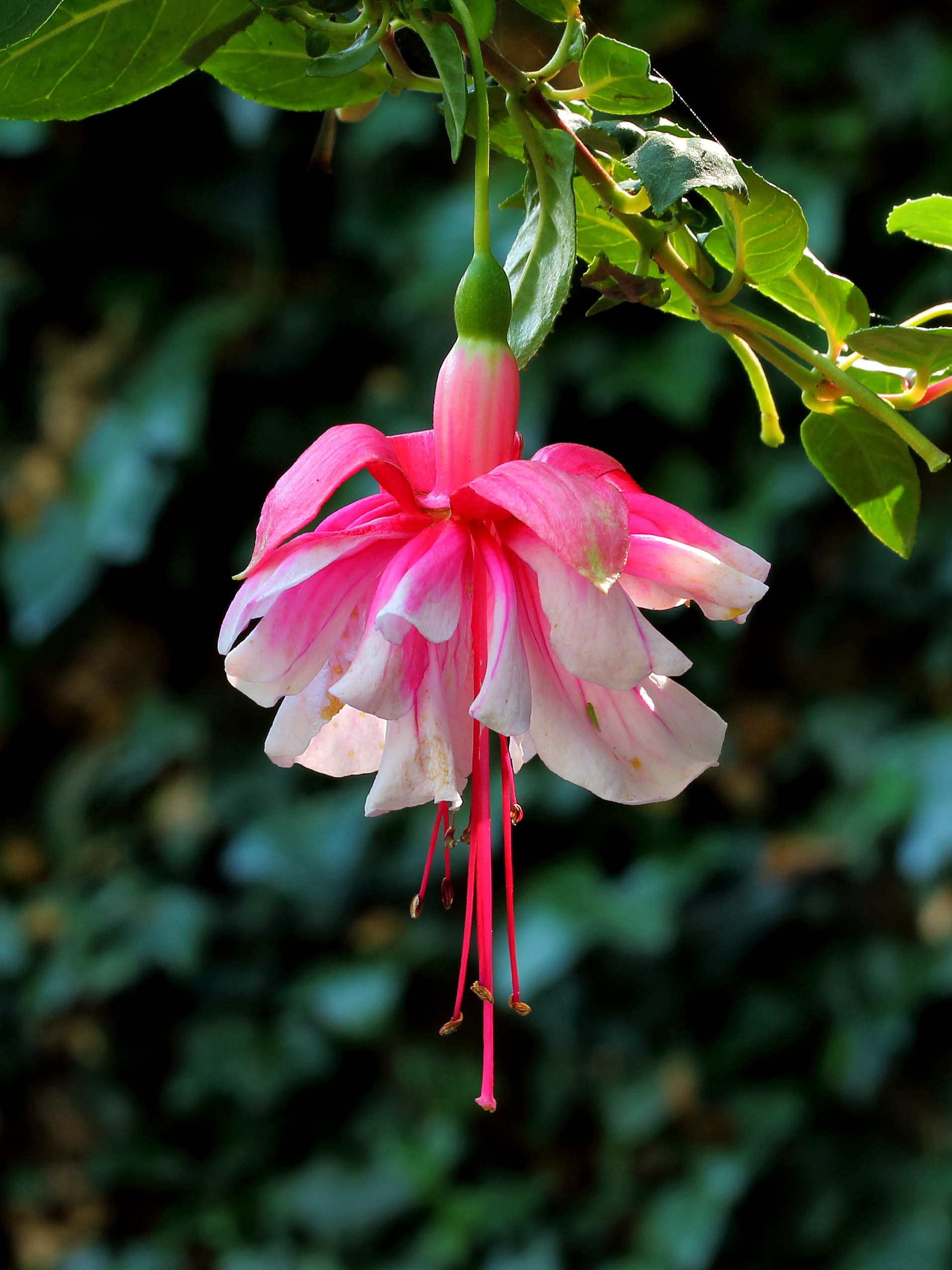 Fuchsia 'Sir Matt Busby'
