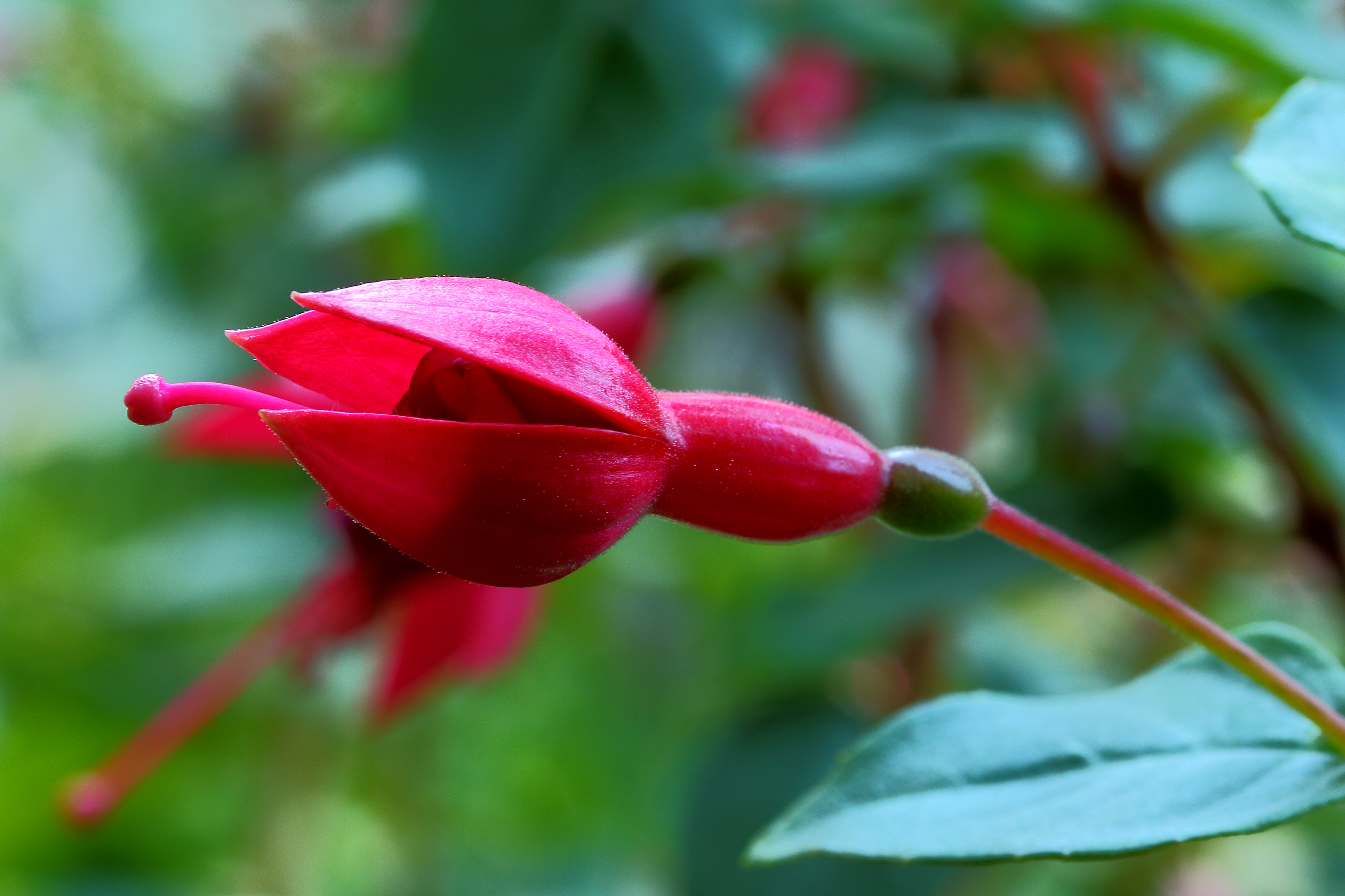 Fuchsia 'Spike Jones'
