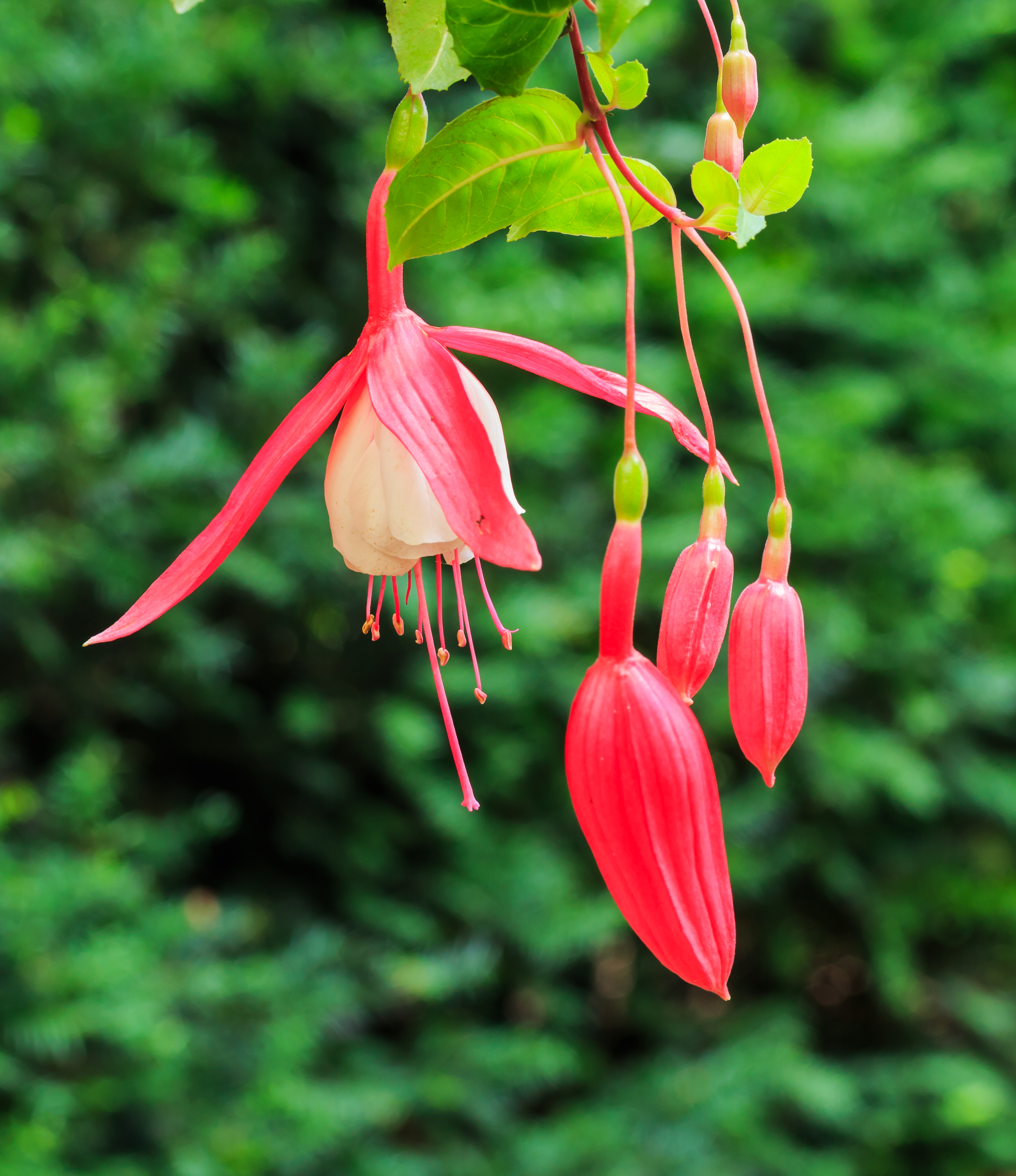 Fuchsia 'Texas Longhorn'