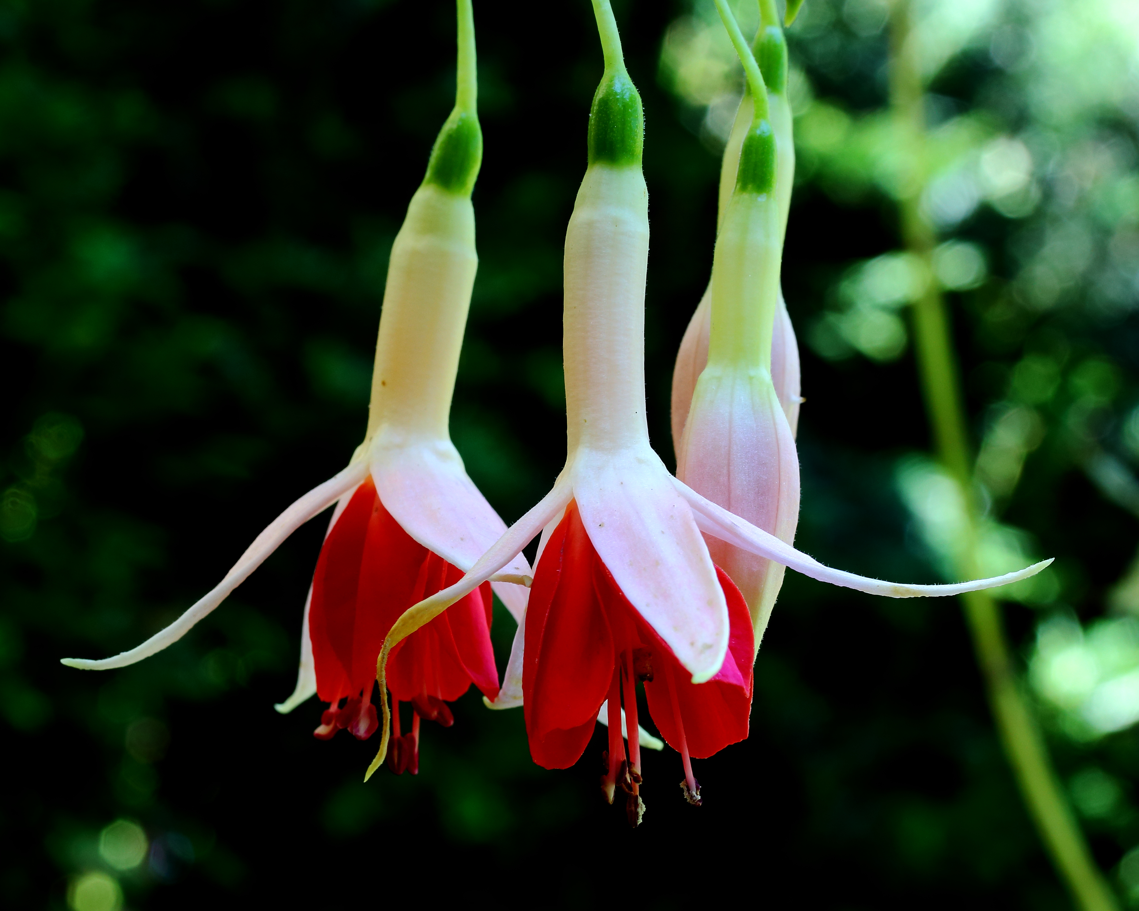 Fuchsia 'The Doctor'