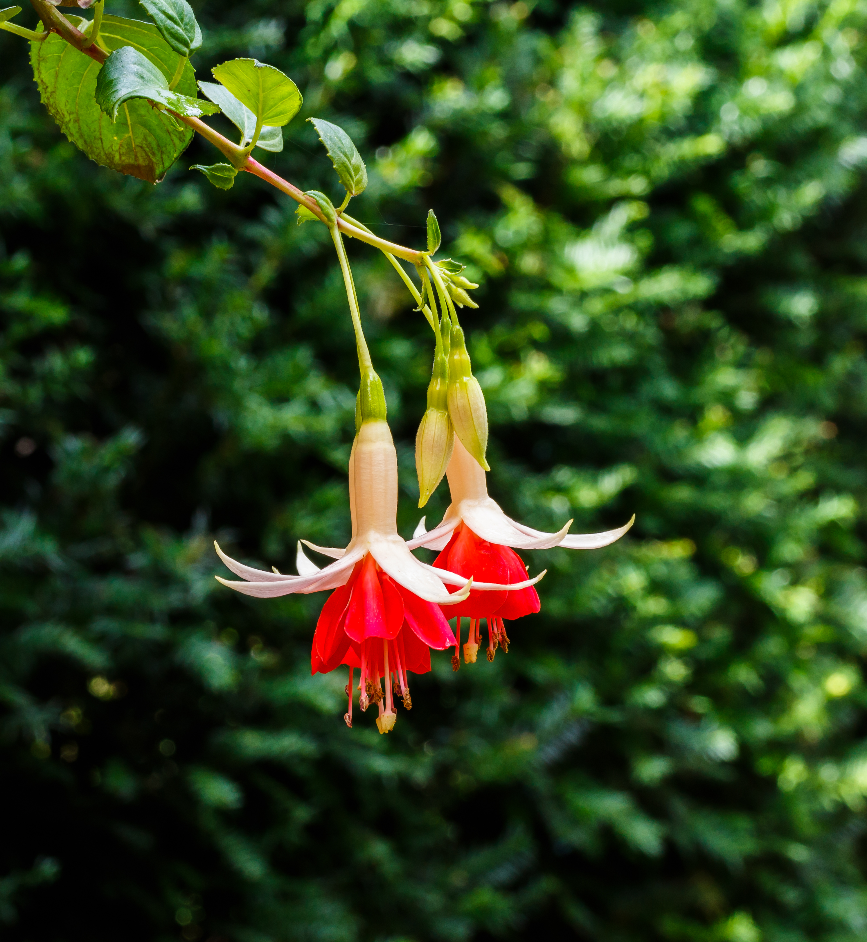 Fuchsia 'The Doctor' 01