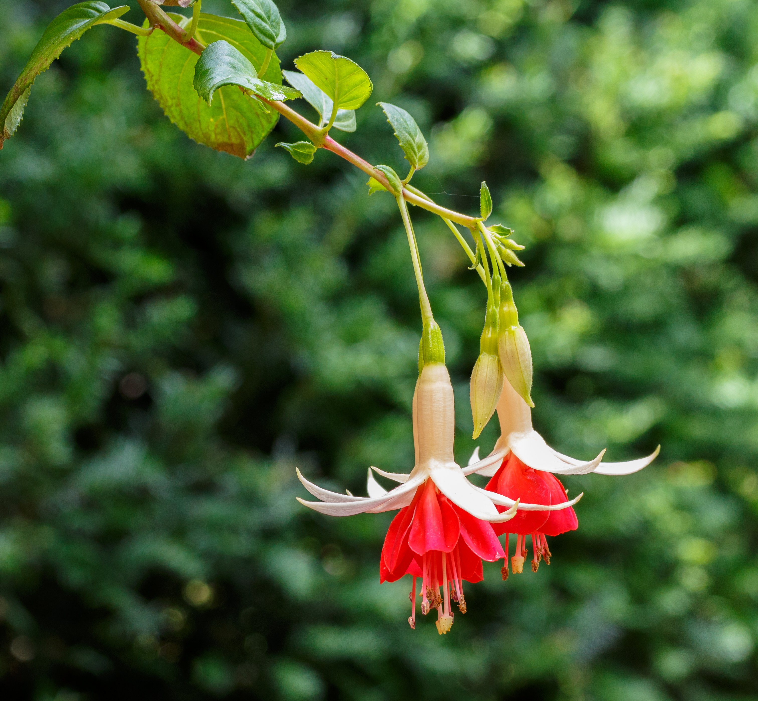 Fuchsia 'The Doctor' 02