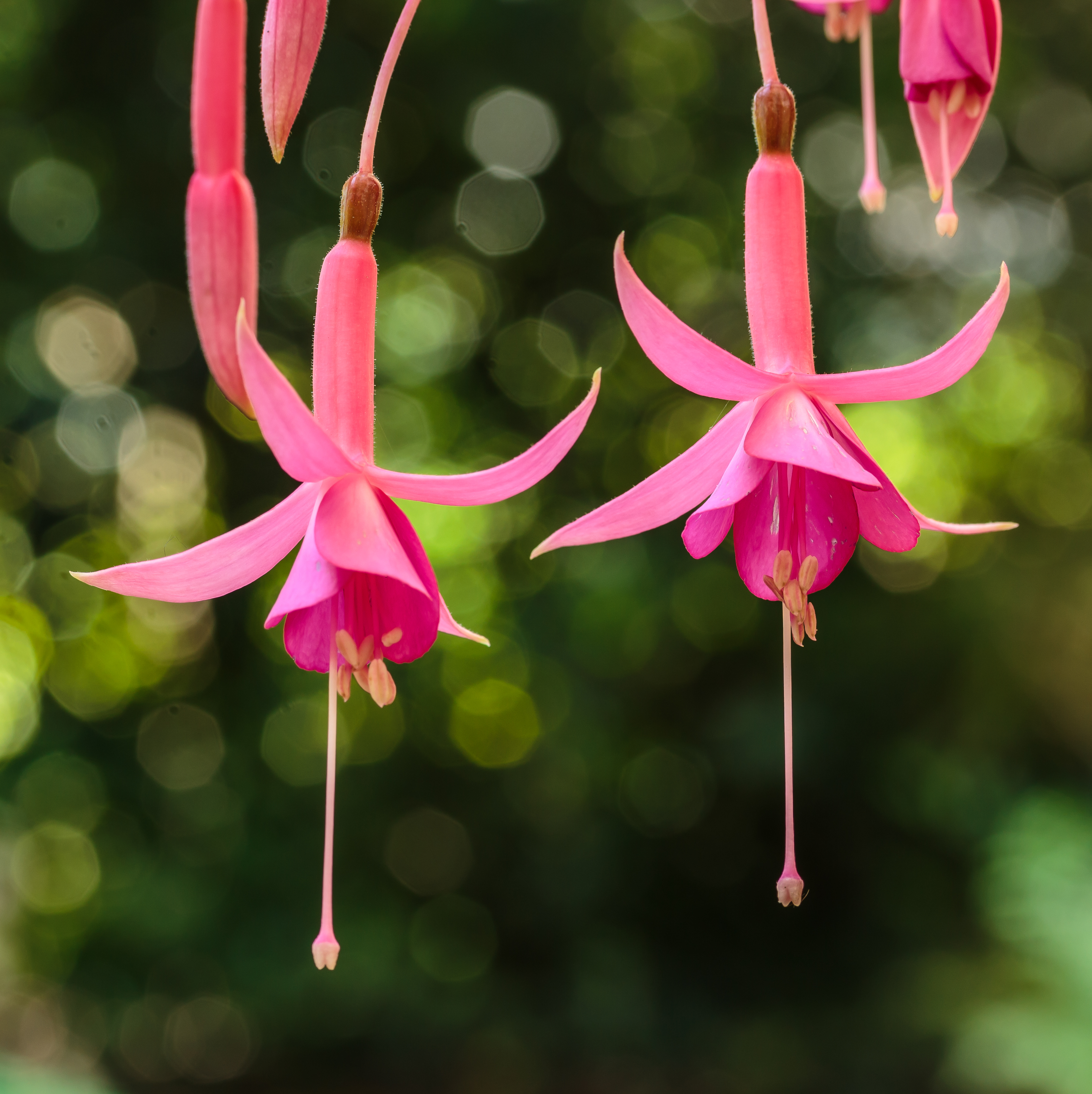 Fuchsia 'Theo Jeukens'