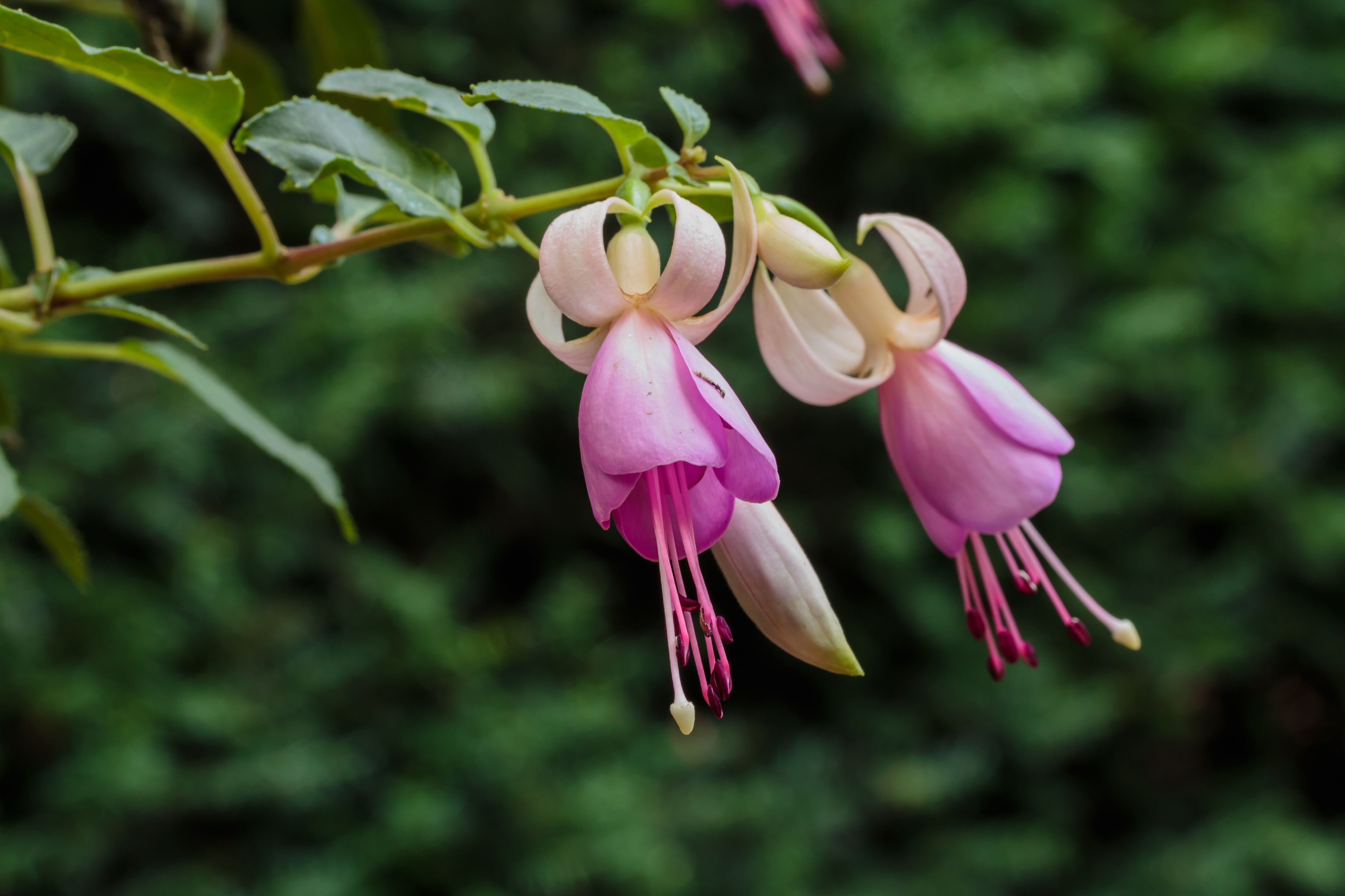 Fuchsia 'Toos' 02