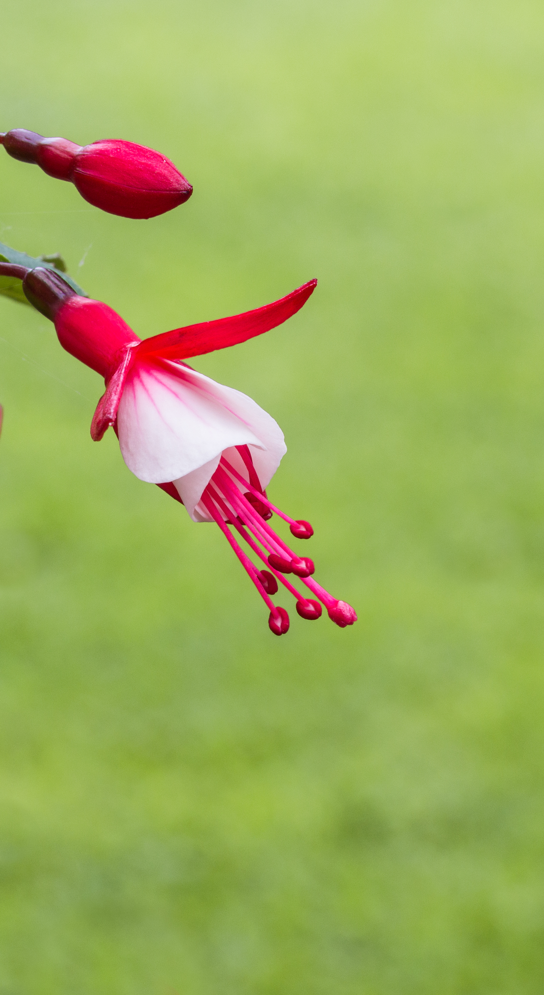 Fuchsia 'Twinny'. Bloeiwijze 06
