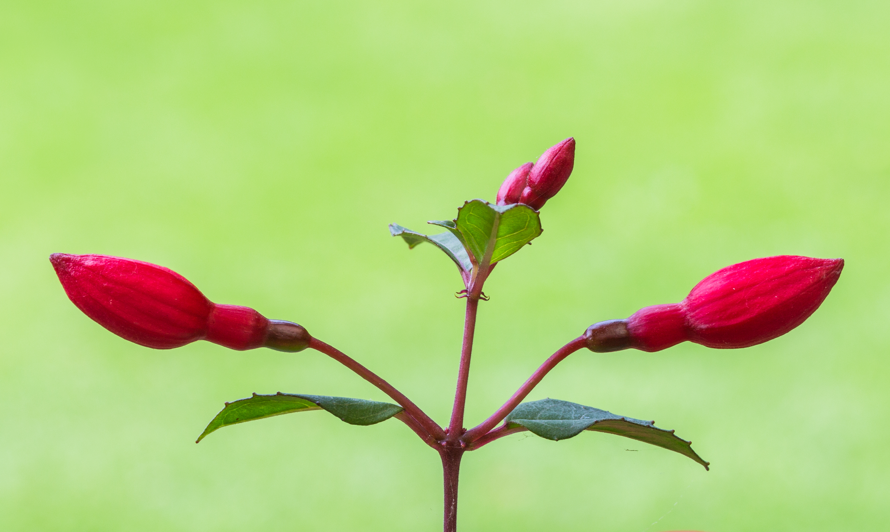 Fuchsia 'Twinny'. Bloemknoppen 02