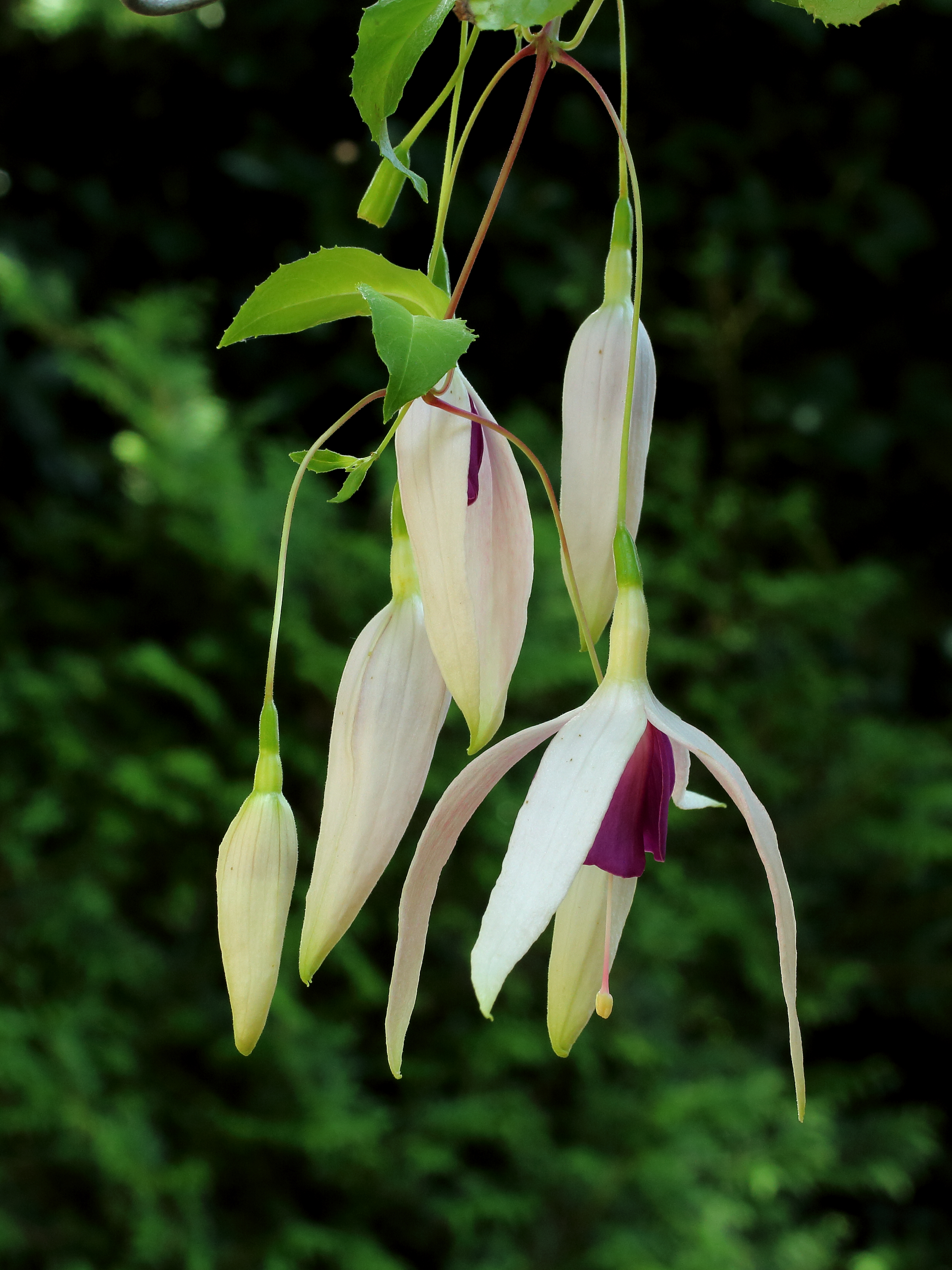 Fuchsia 'Windhapper' 001