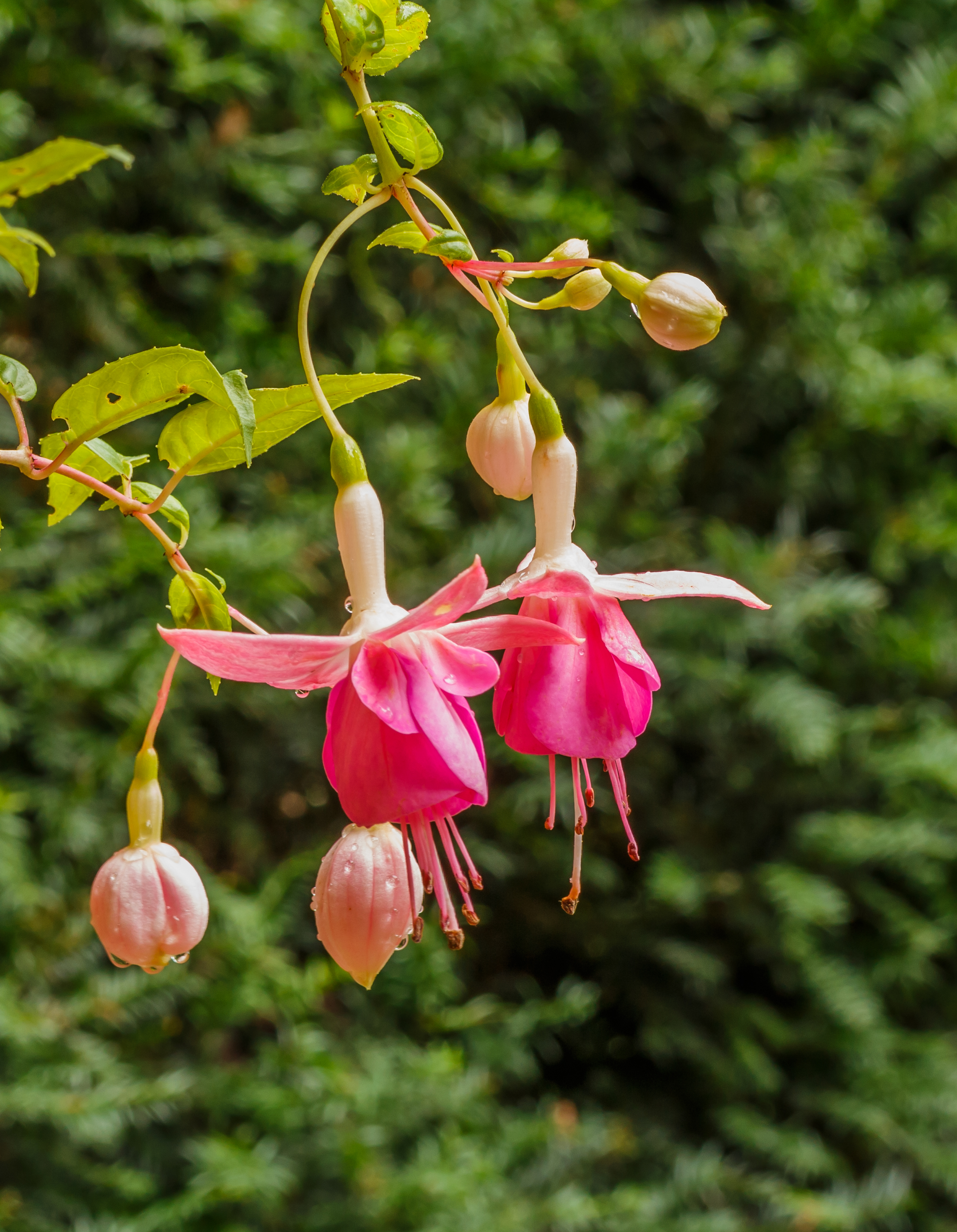 Fuchsia ‘Two Tiers’