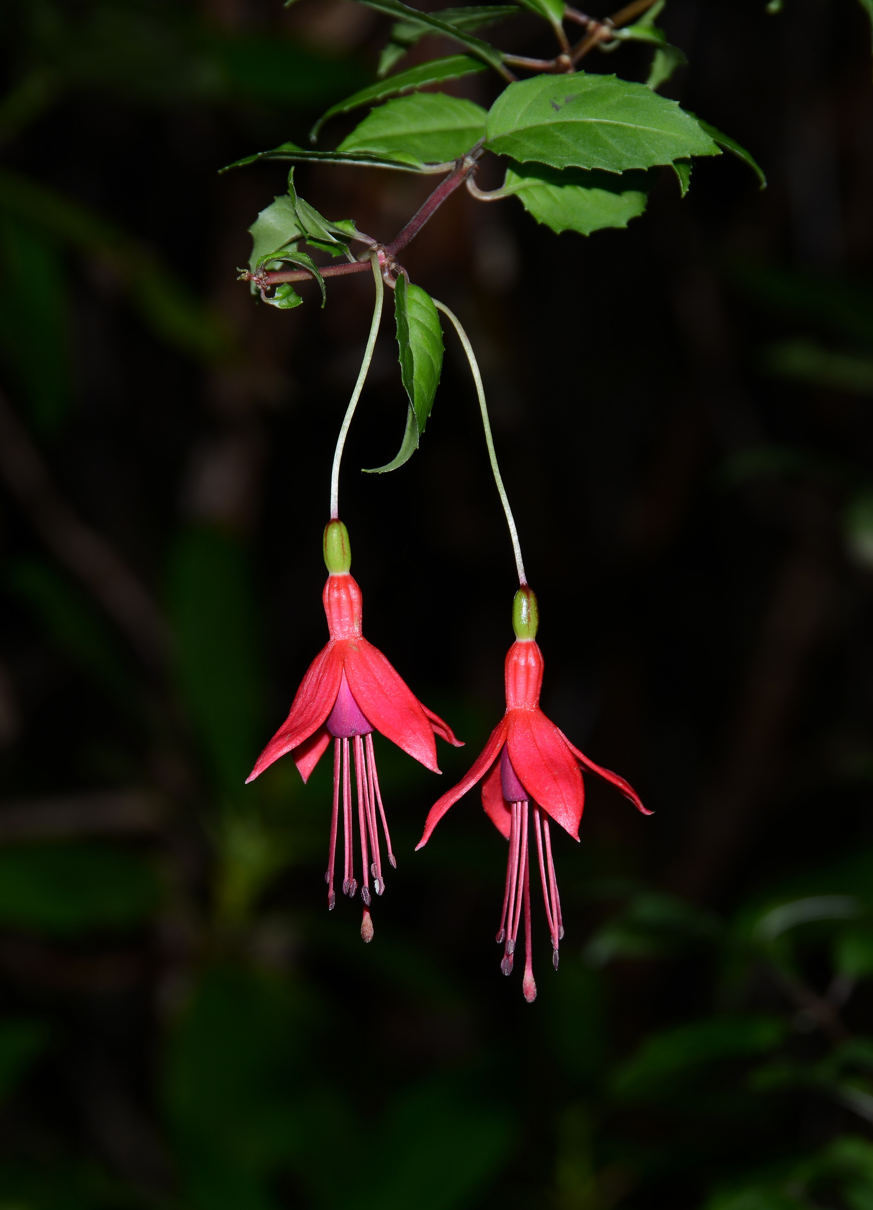 Fuchsia October 2014-1